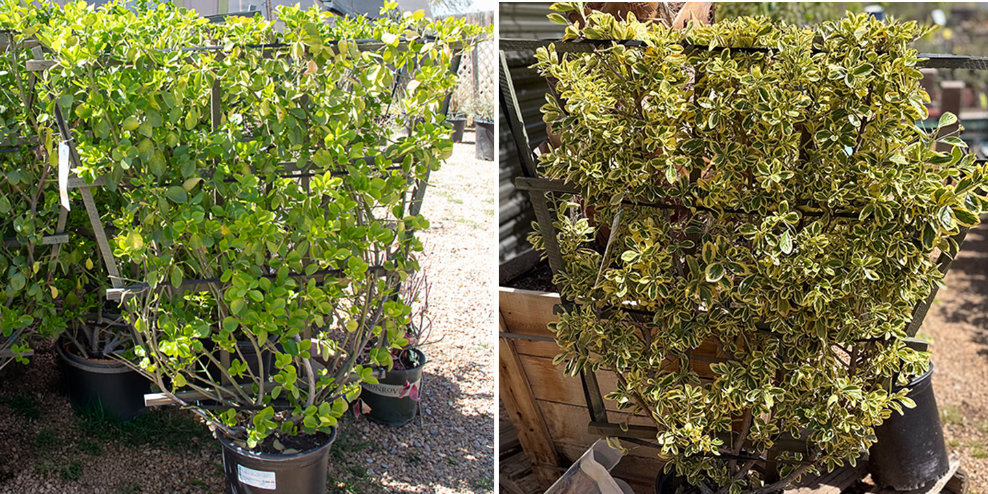 Small Euonymus Espalier