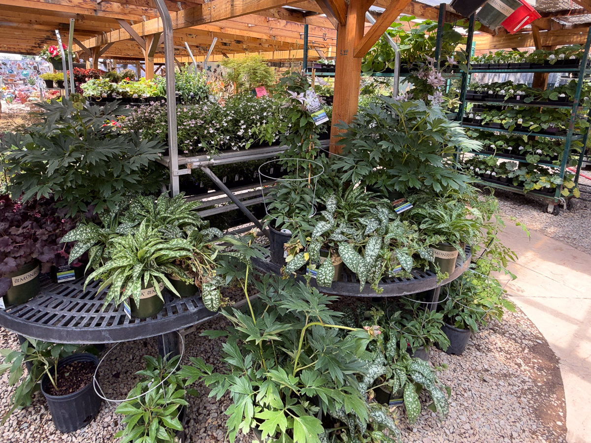 Jericho Nursery | All your Yard and Garden needs