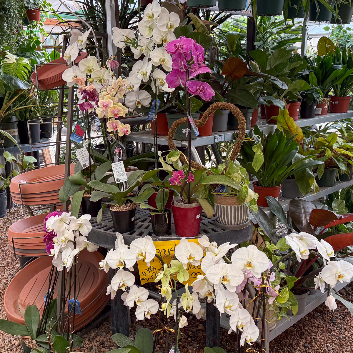 All Orchids