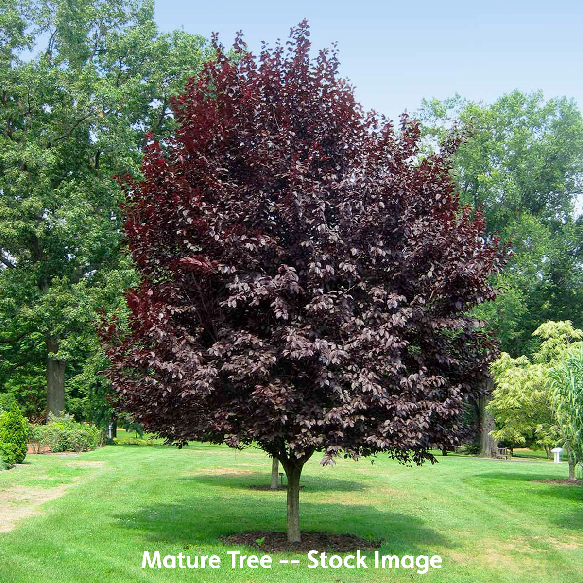 Purple Leaf Plum