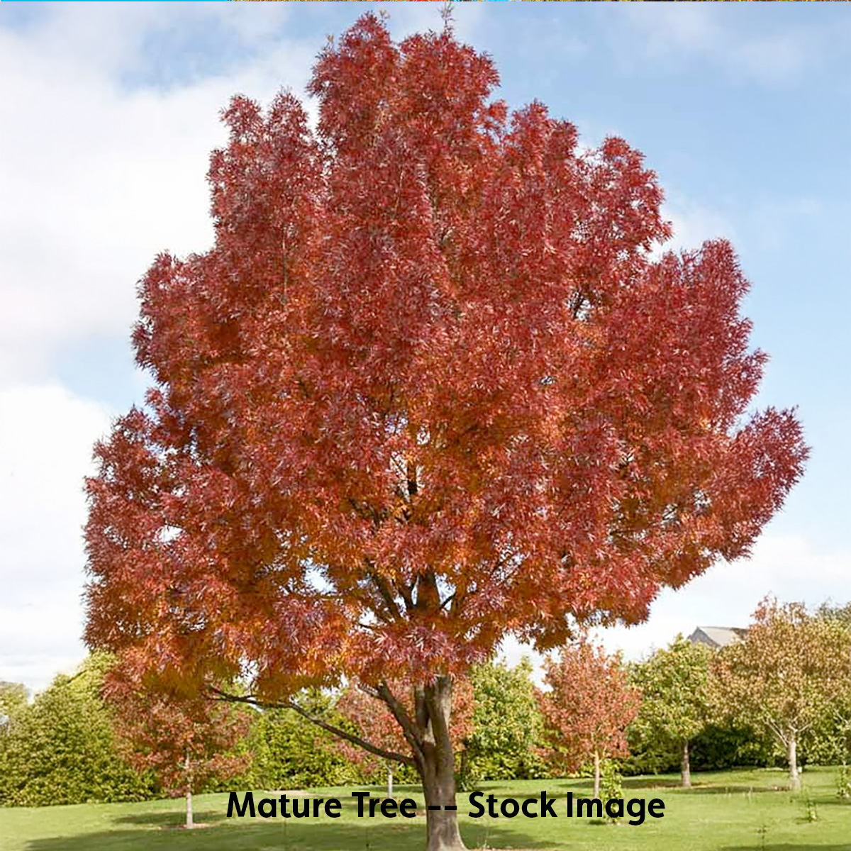 Raywood Ash