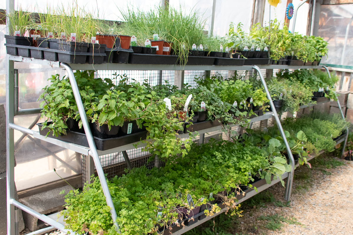 Cool Season Herbs