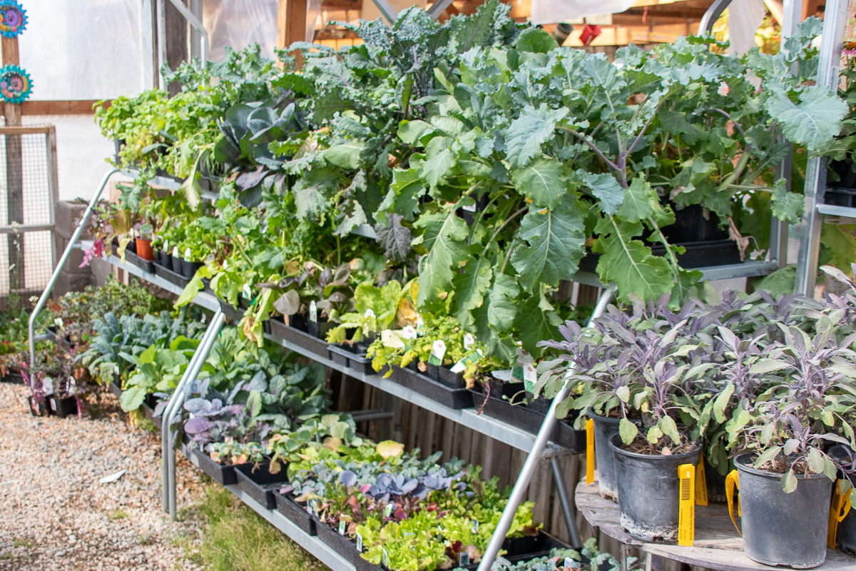 Cool Season Veggies