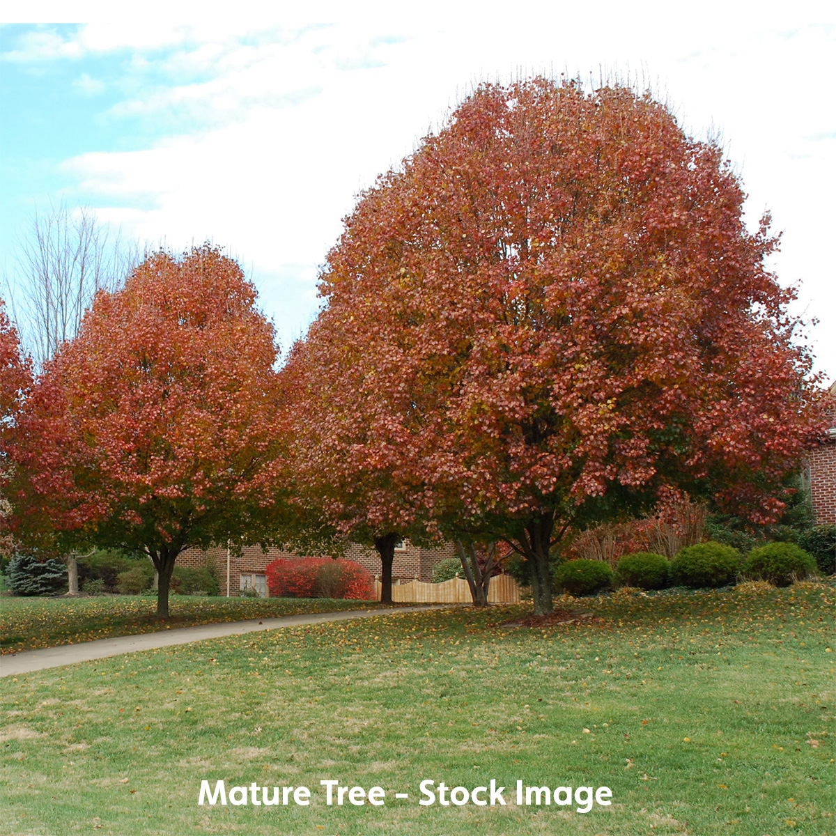 Ornamental Pear