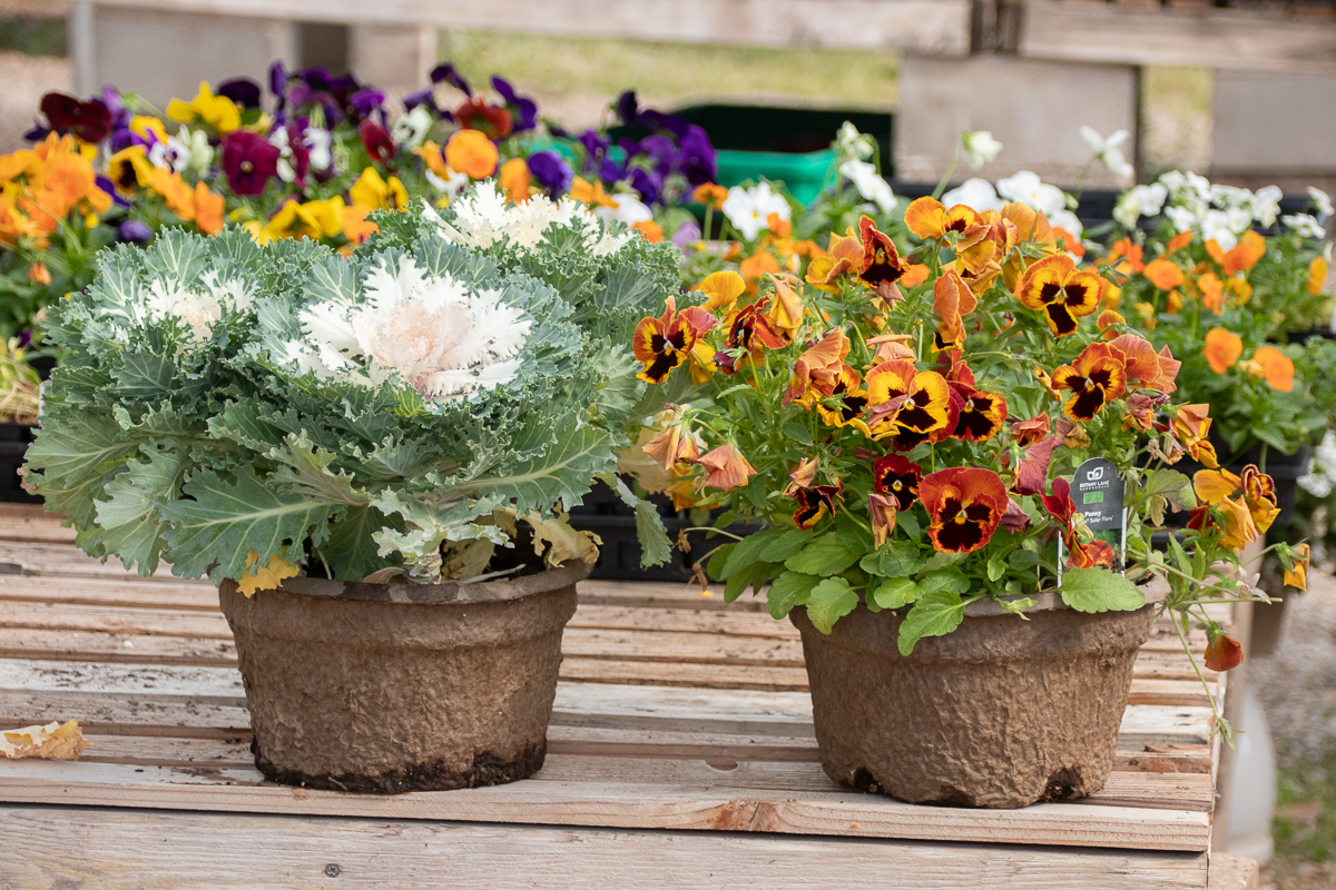 8" Peat Potted Kale & Pansies