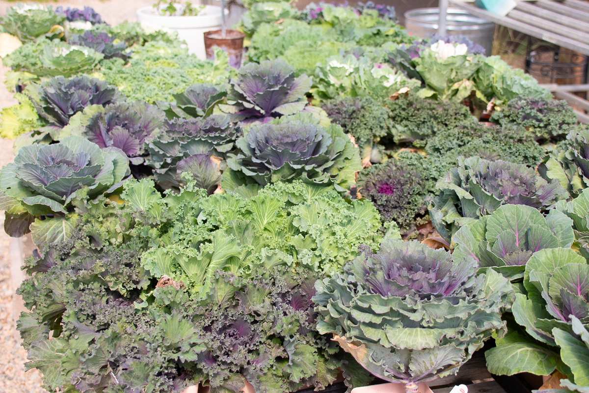 4" Pink Pot KALE Sale