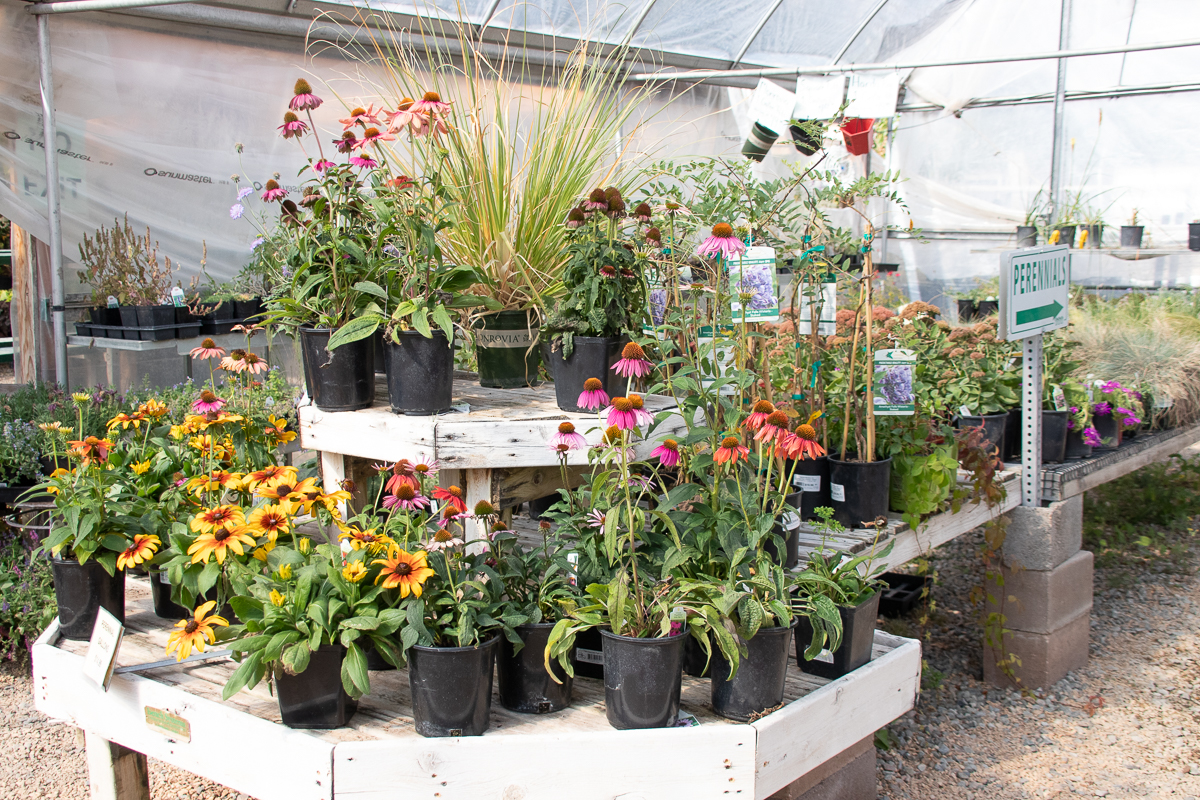 ALL PERENNIALS