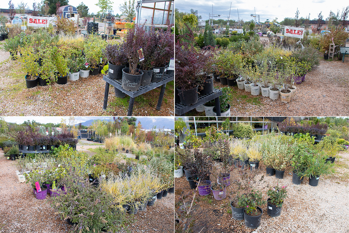 Clearance Shrubs