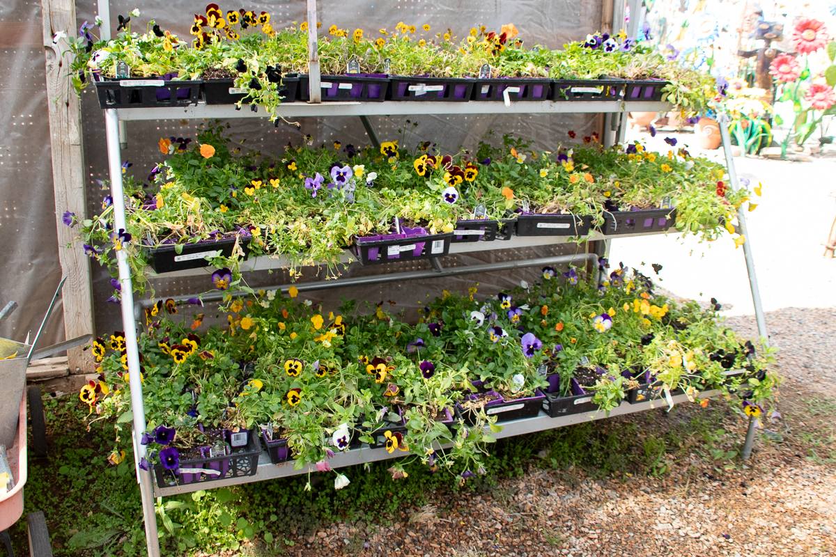 Select Pansies