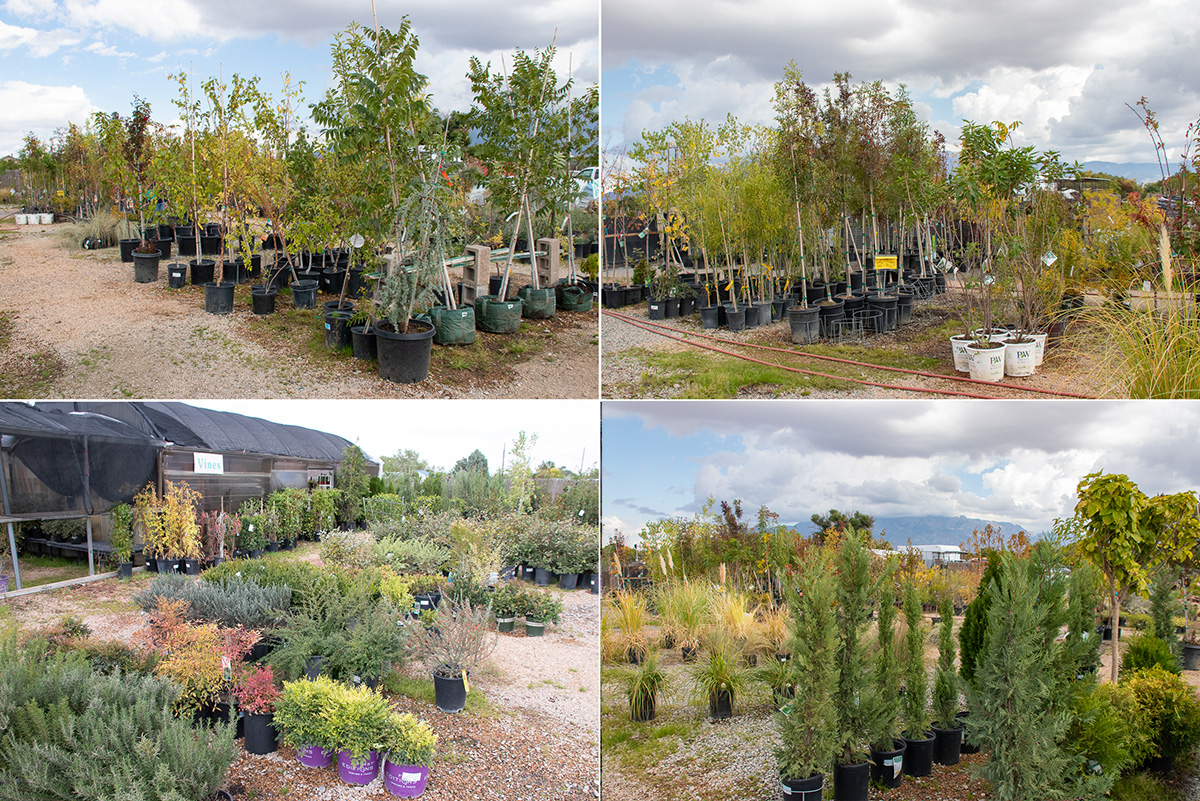 ALL TREES & SHRUBS