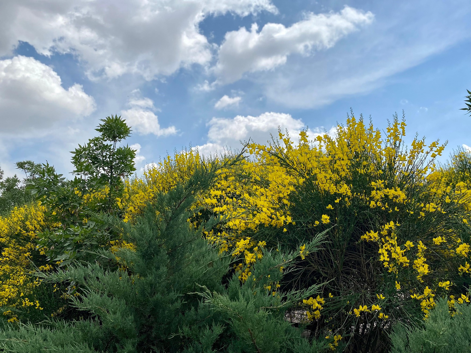 Gardening Angel, Jericho Nursery