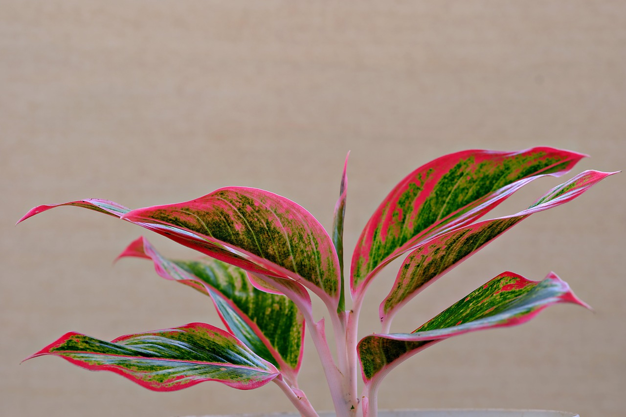 Chinese Evergreen