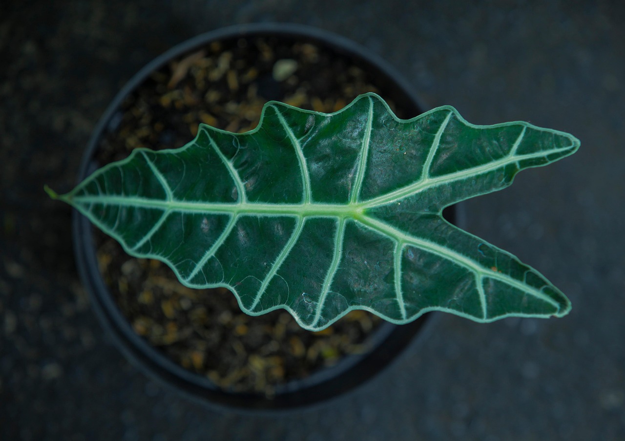 Black Velvet Alocasia