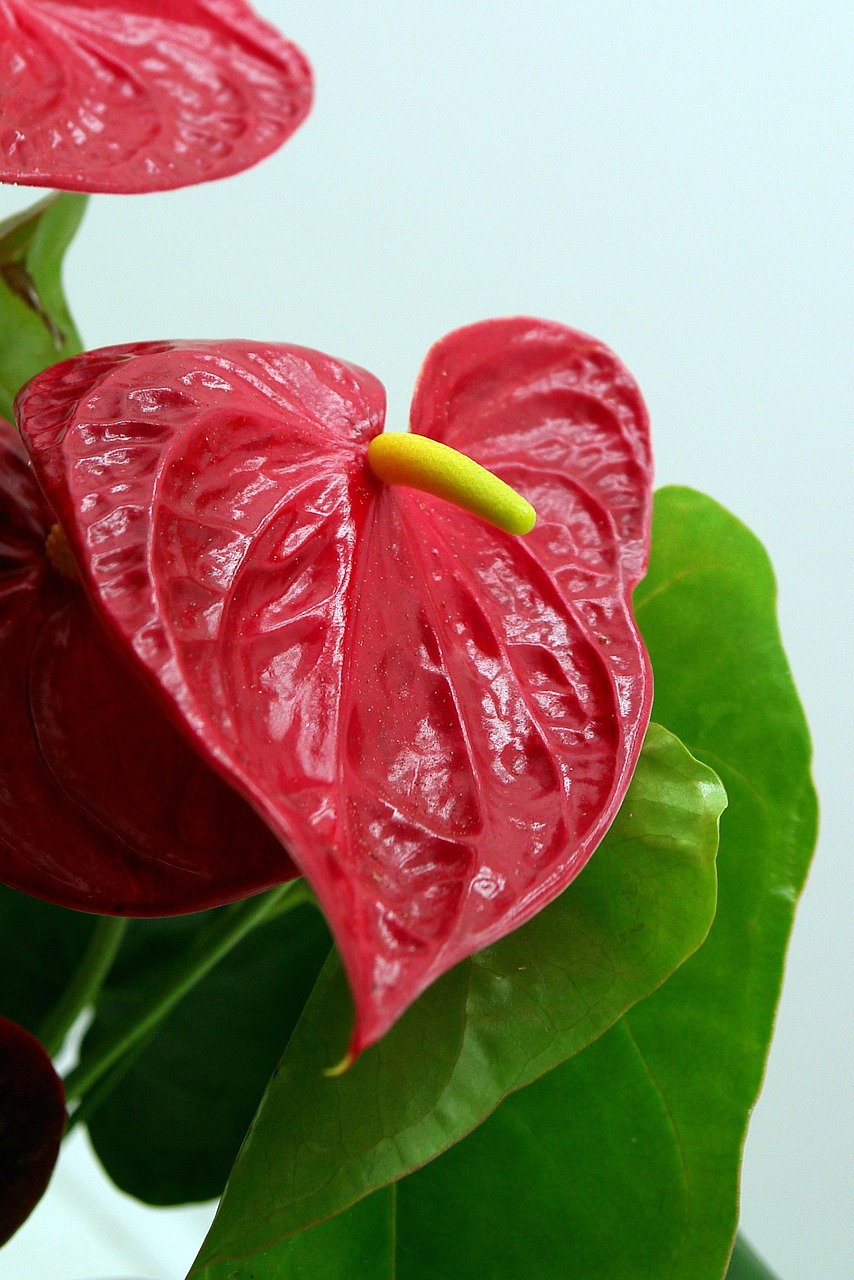 Flamingo Flower