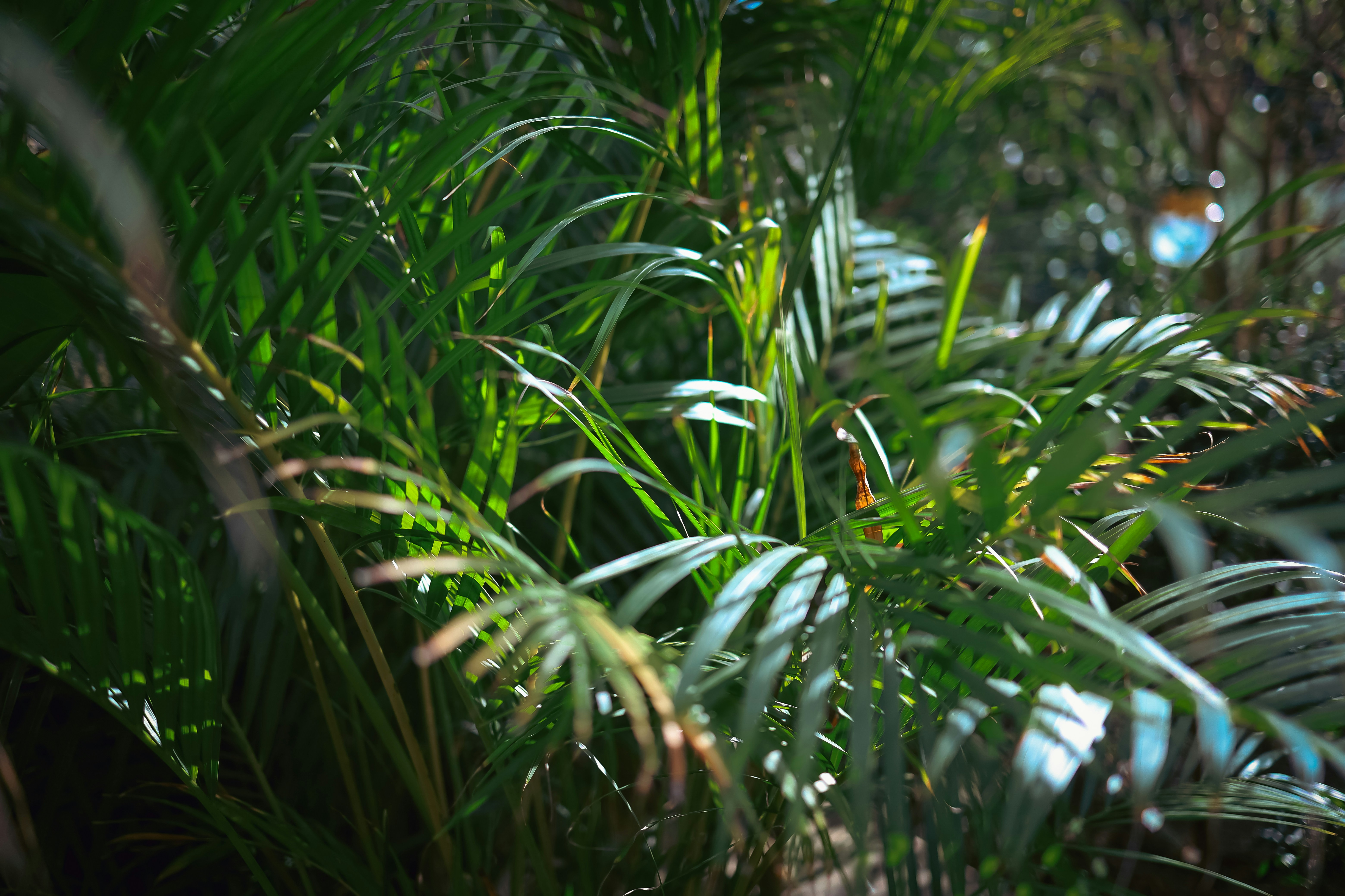 Areca Palm