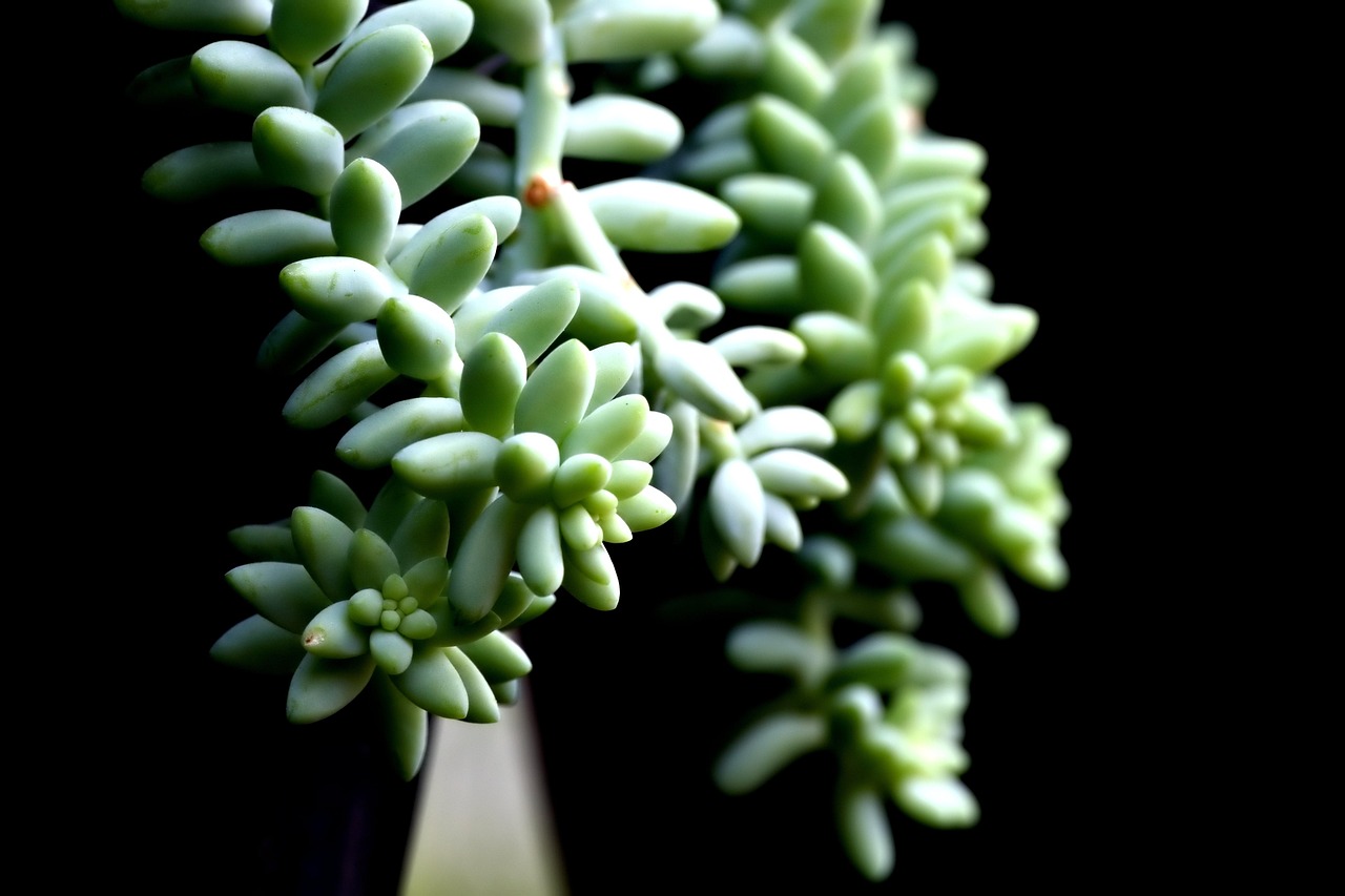 Burro's Tail