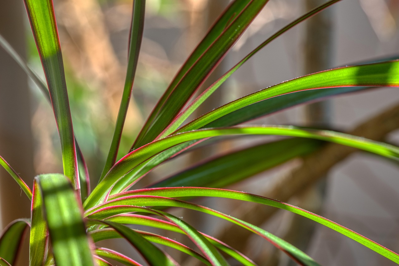 Dragon Plant