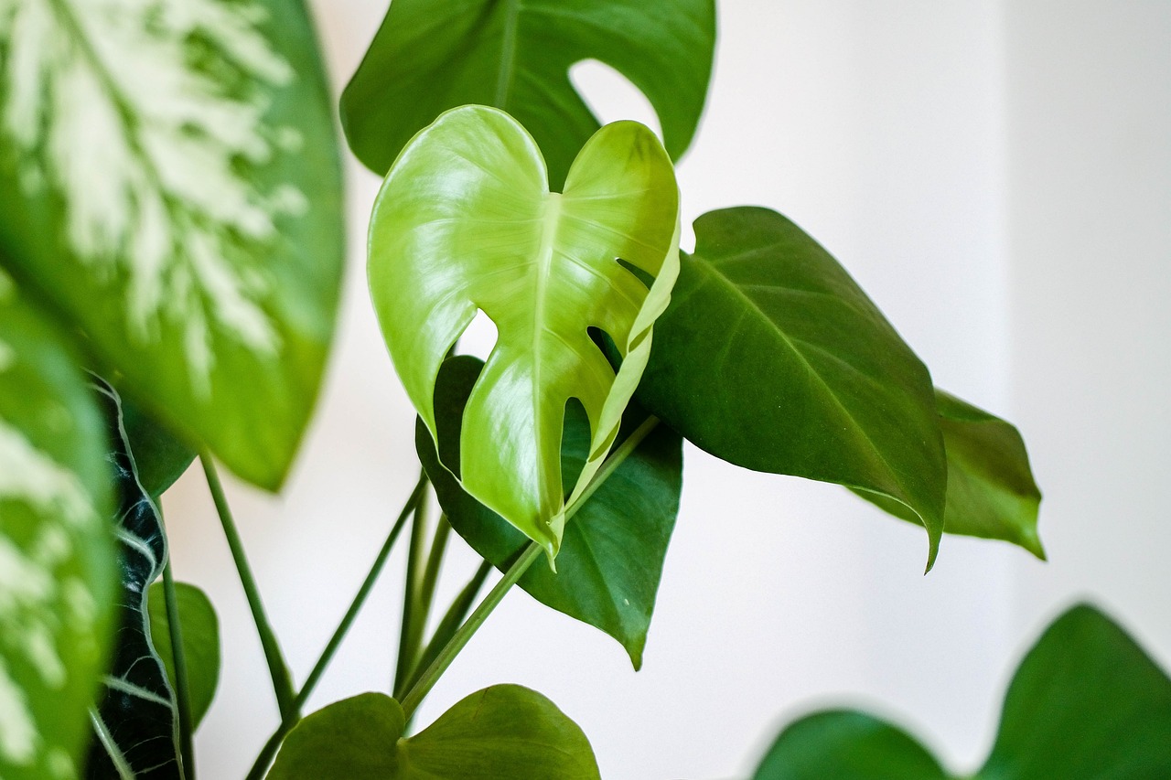 Heartleaf Philodendron