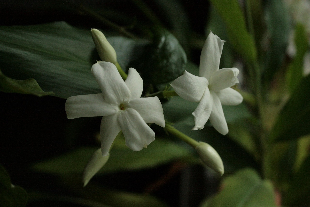 Jasmine Plant