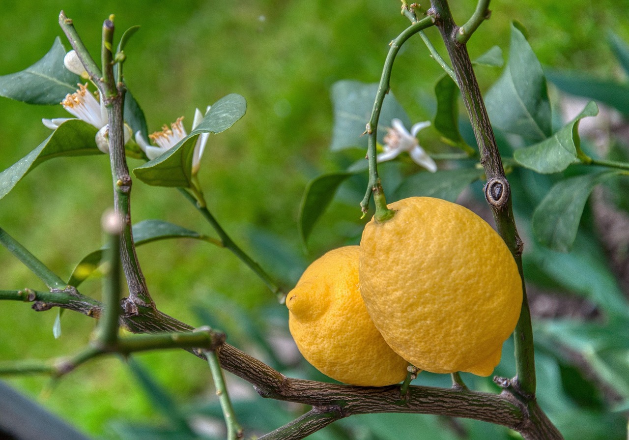 Lemon Tree