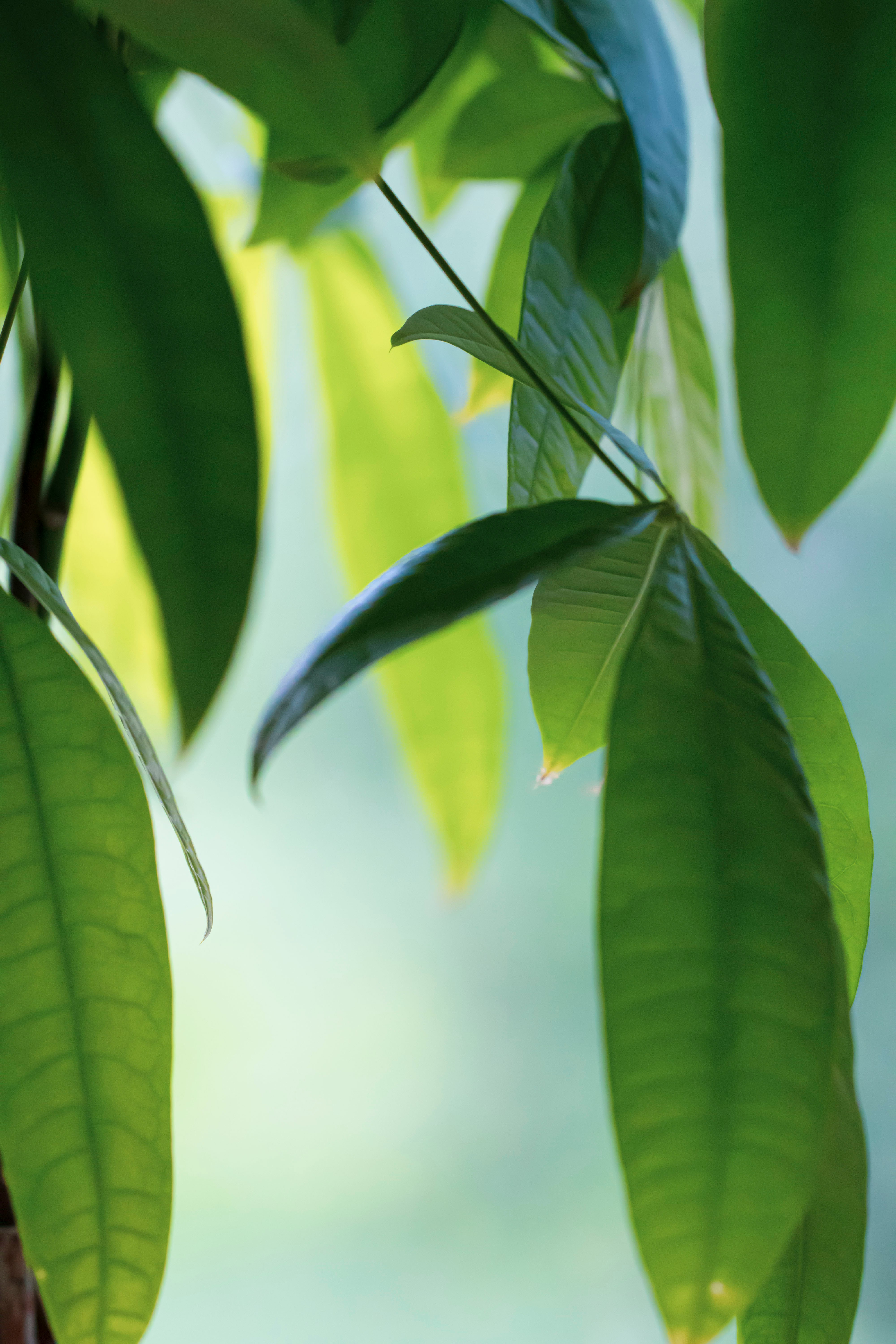 Money Tree