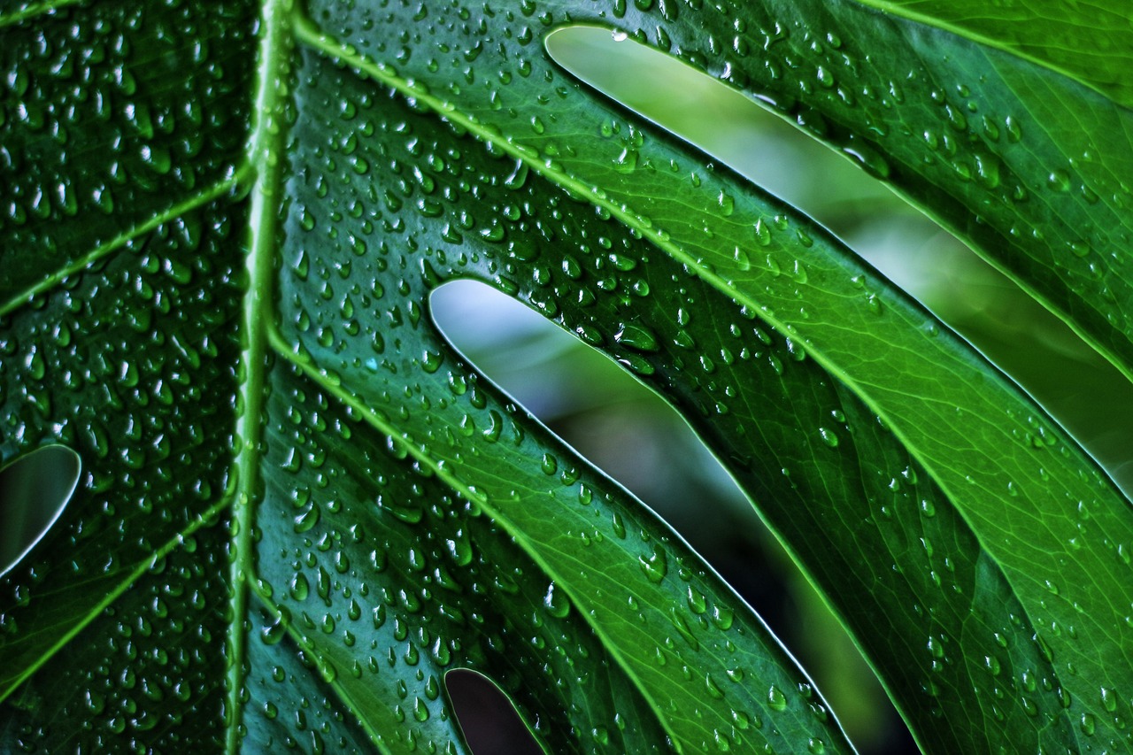 Houseplants available at Jericho Nursery in Albuquerque, New Mexico