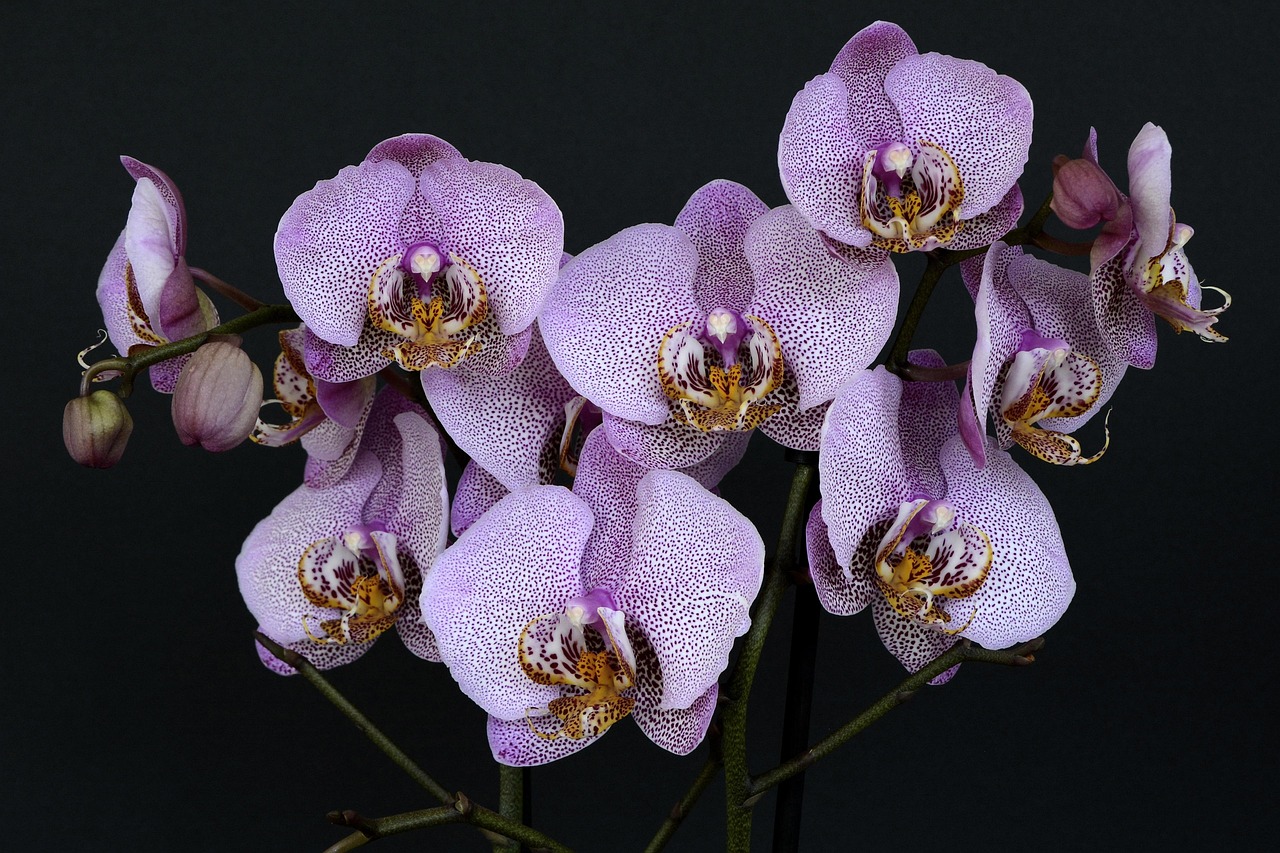 Moth Orchid