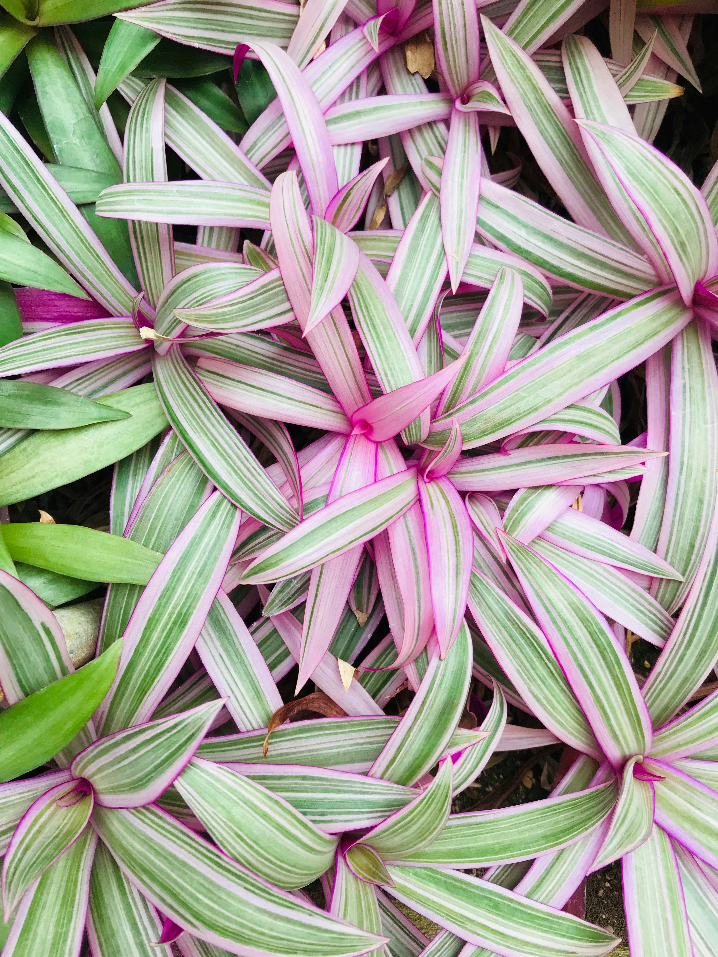 Oyster Plant
