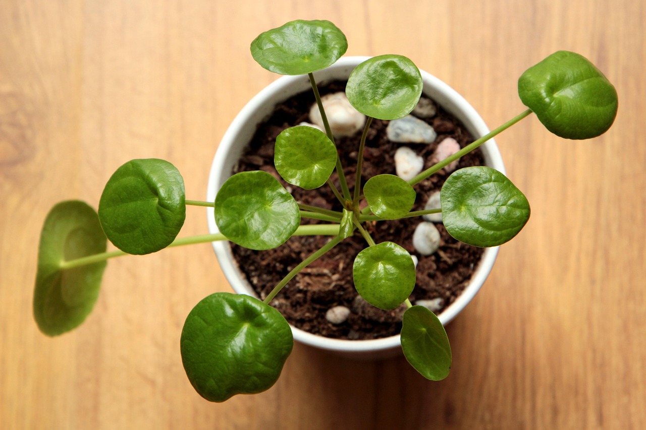 Chinese Money Plant