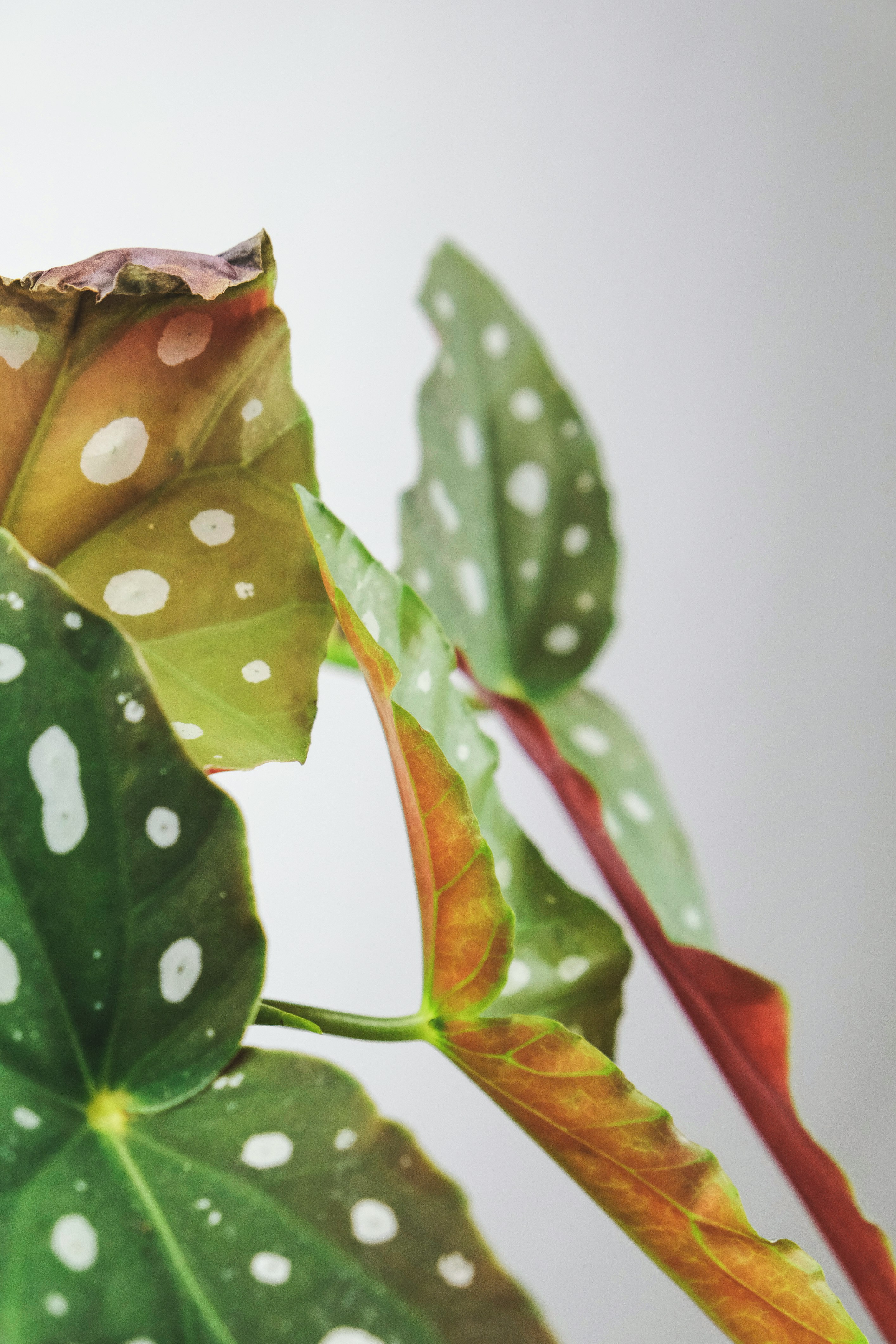 Polka Dot Begonia