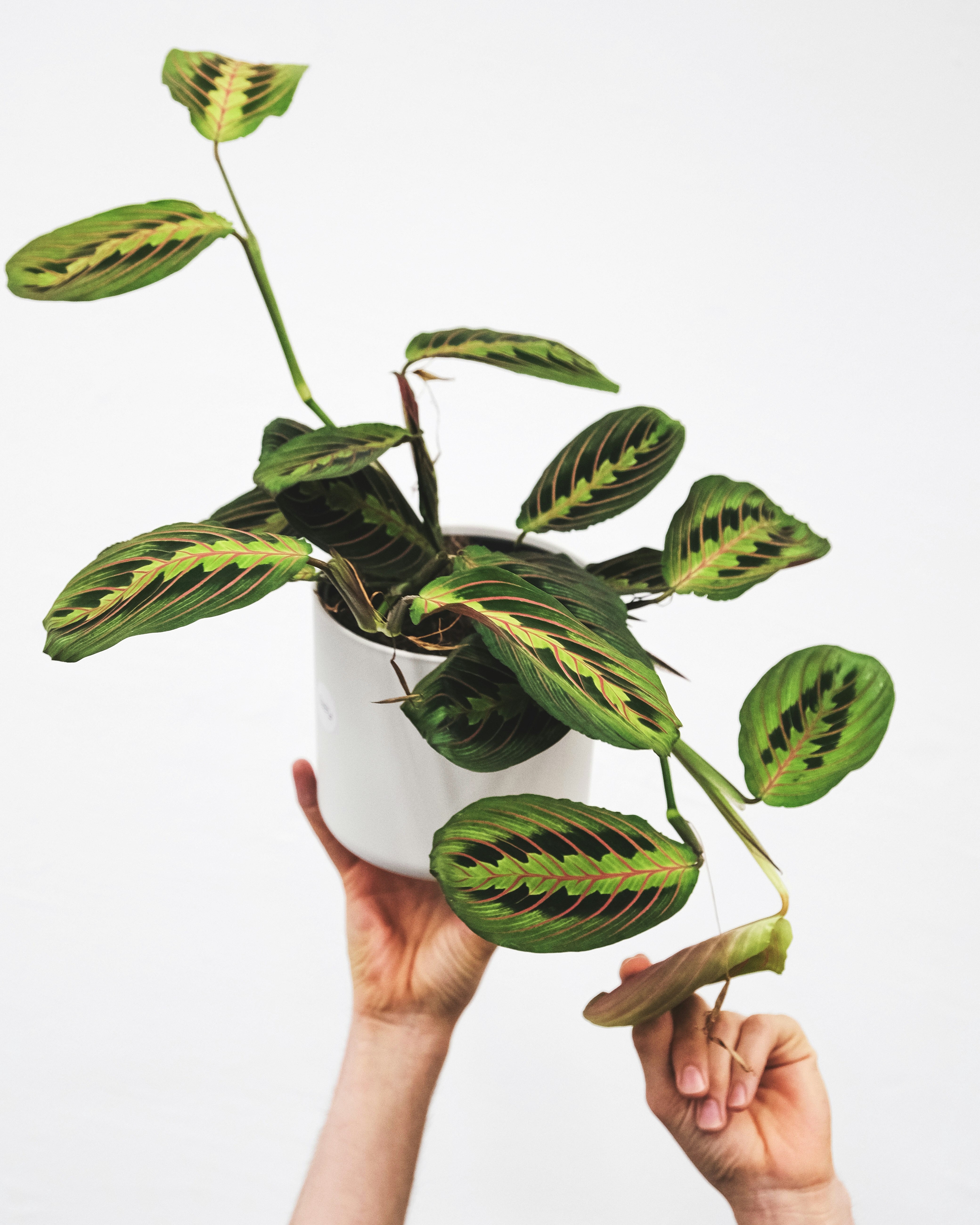 Prayer Plant