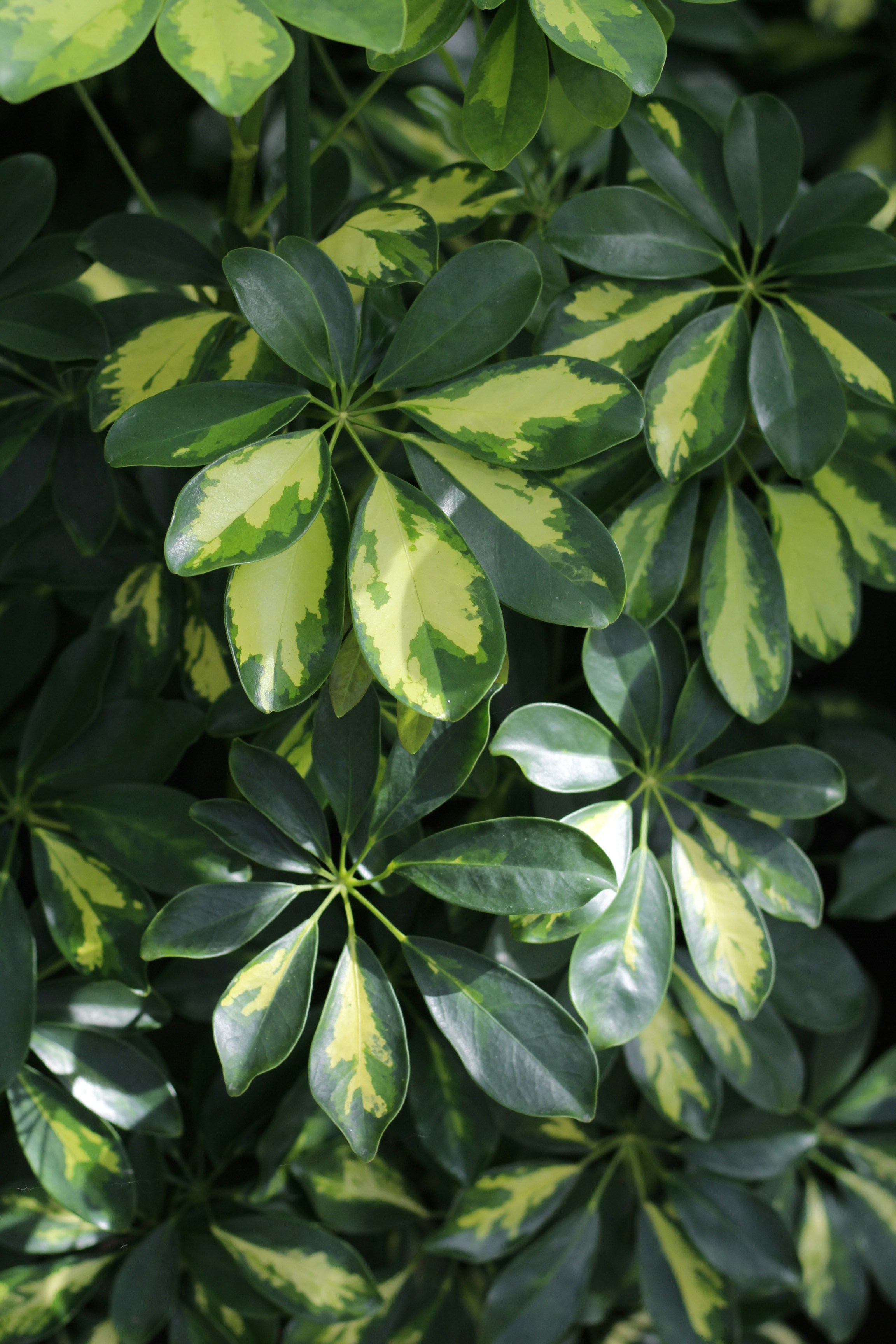 Umbrella Plant