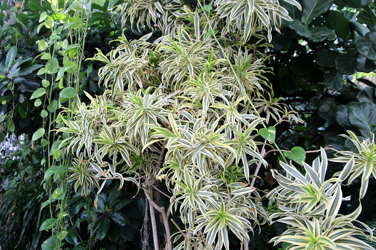 Spider Plant