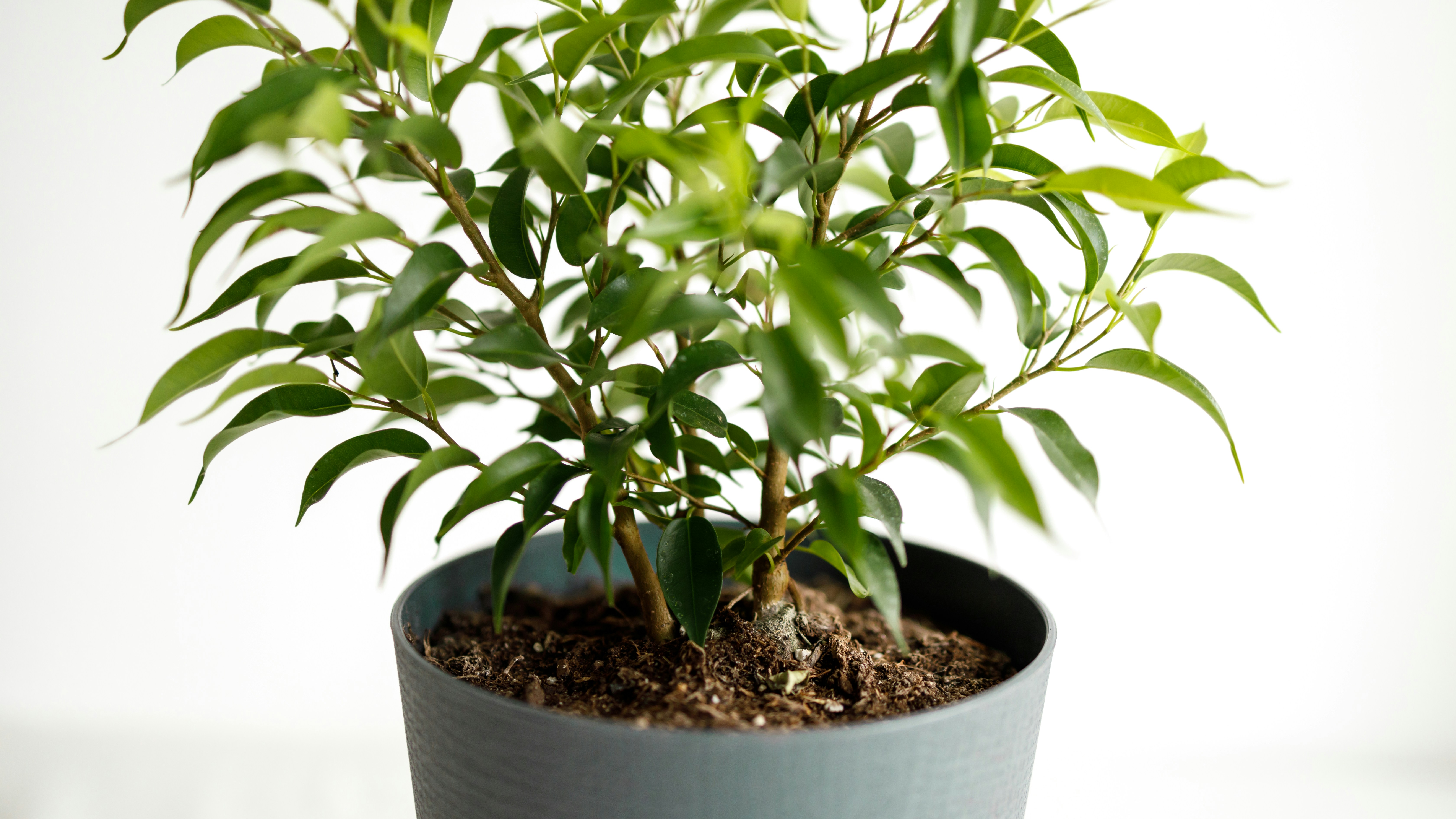 Ficus (Weeping Fig)