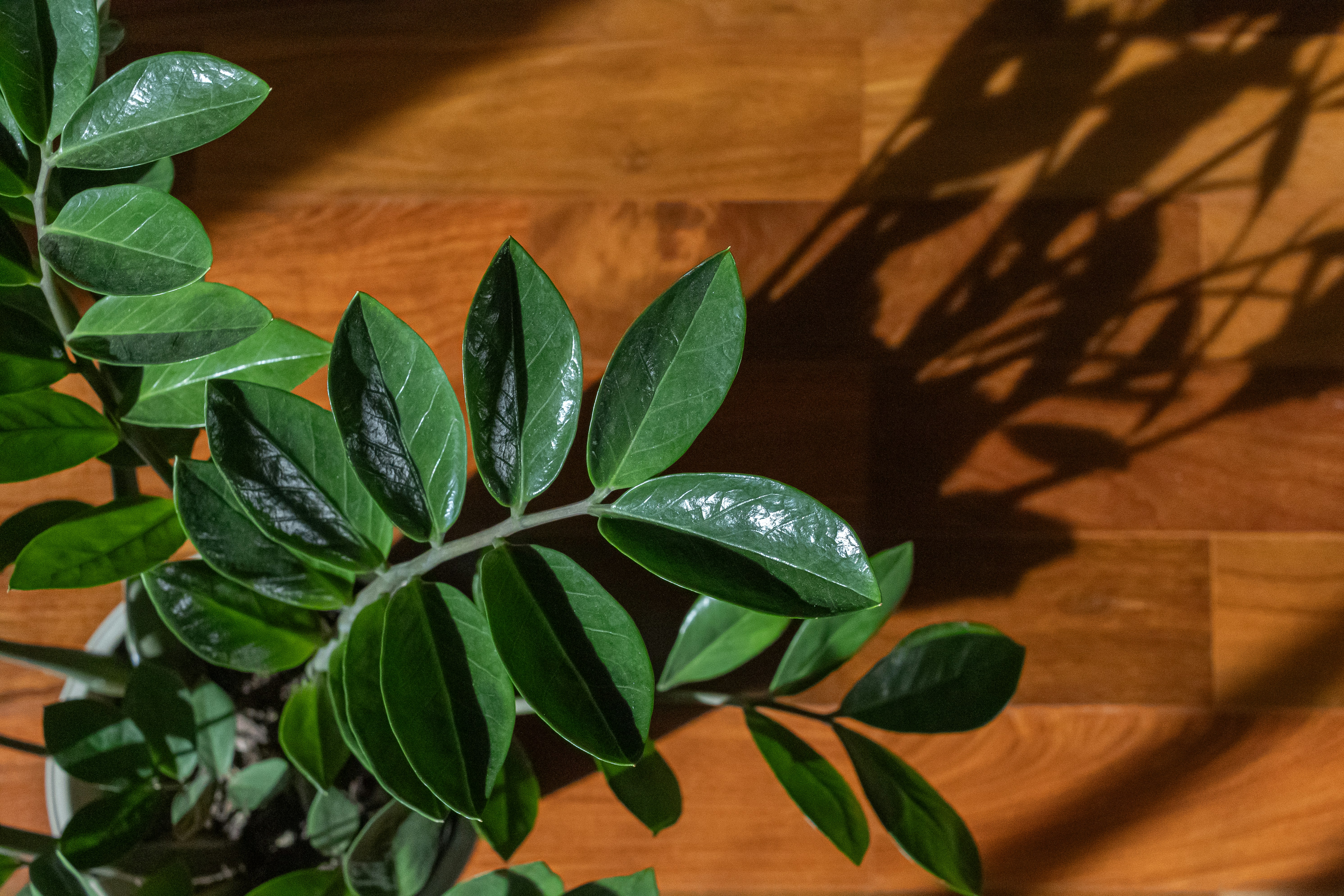 ZZ Plant