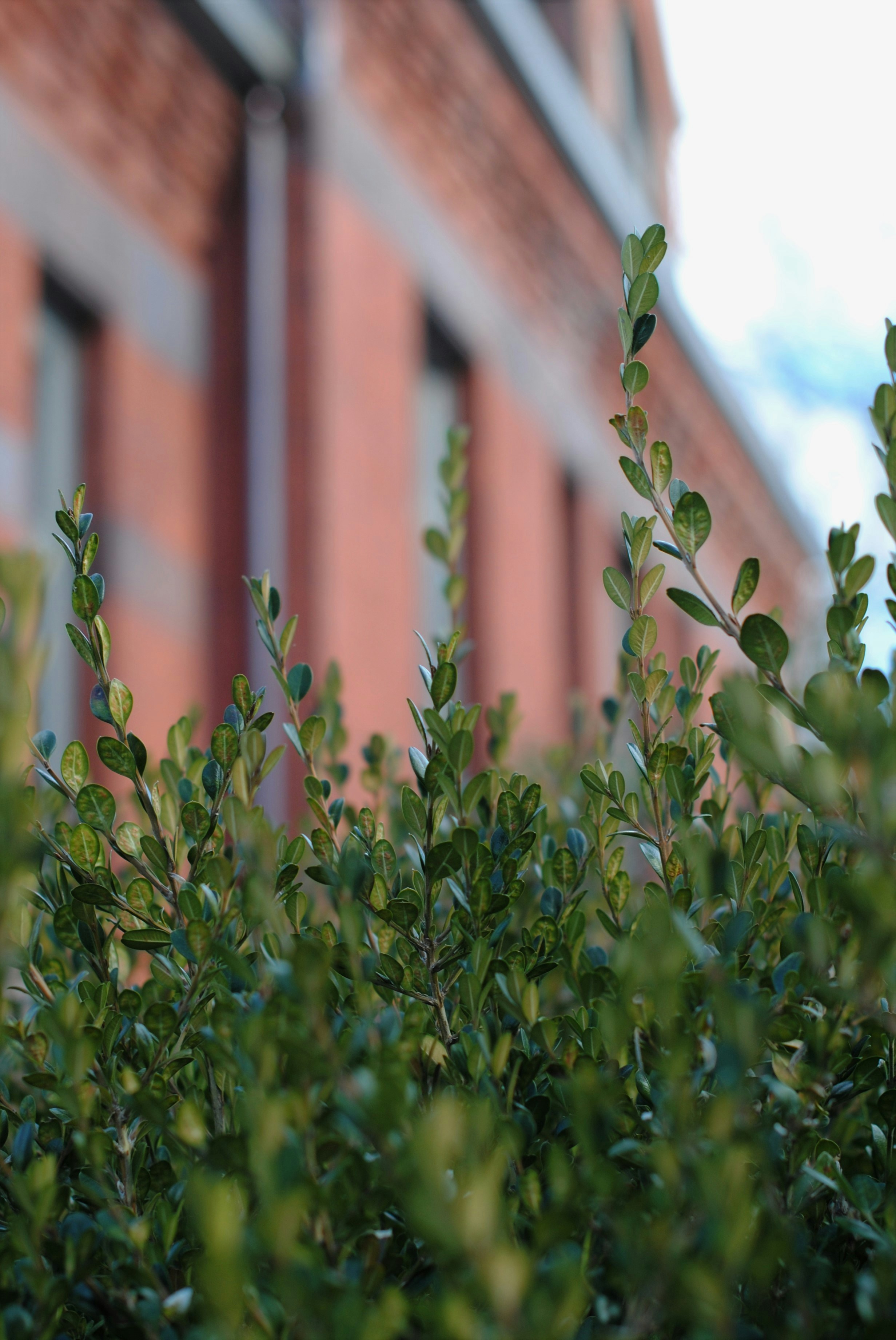 Green Velvet Boxwood