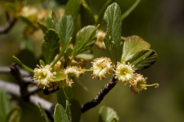 Hairy Mountain Mahogany