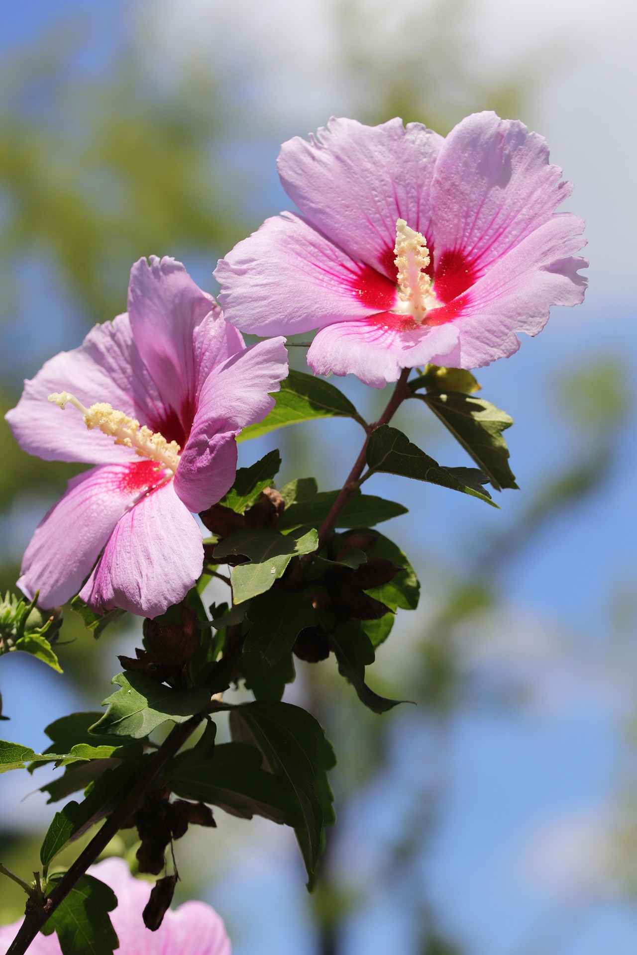 Aphrodite Rose of Sharon