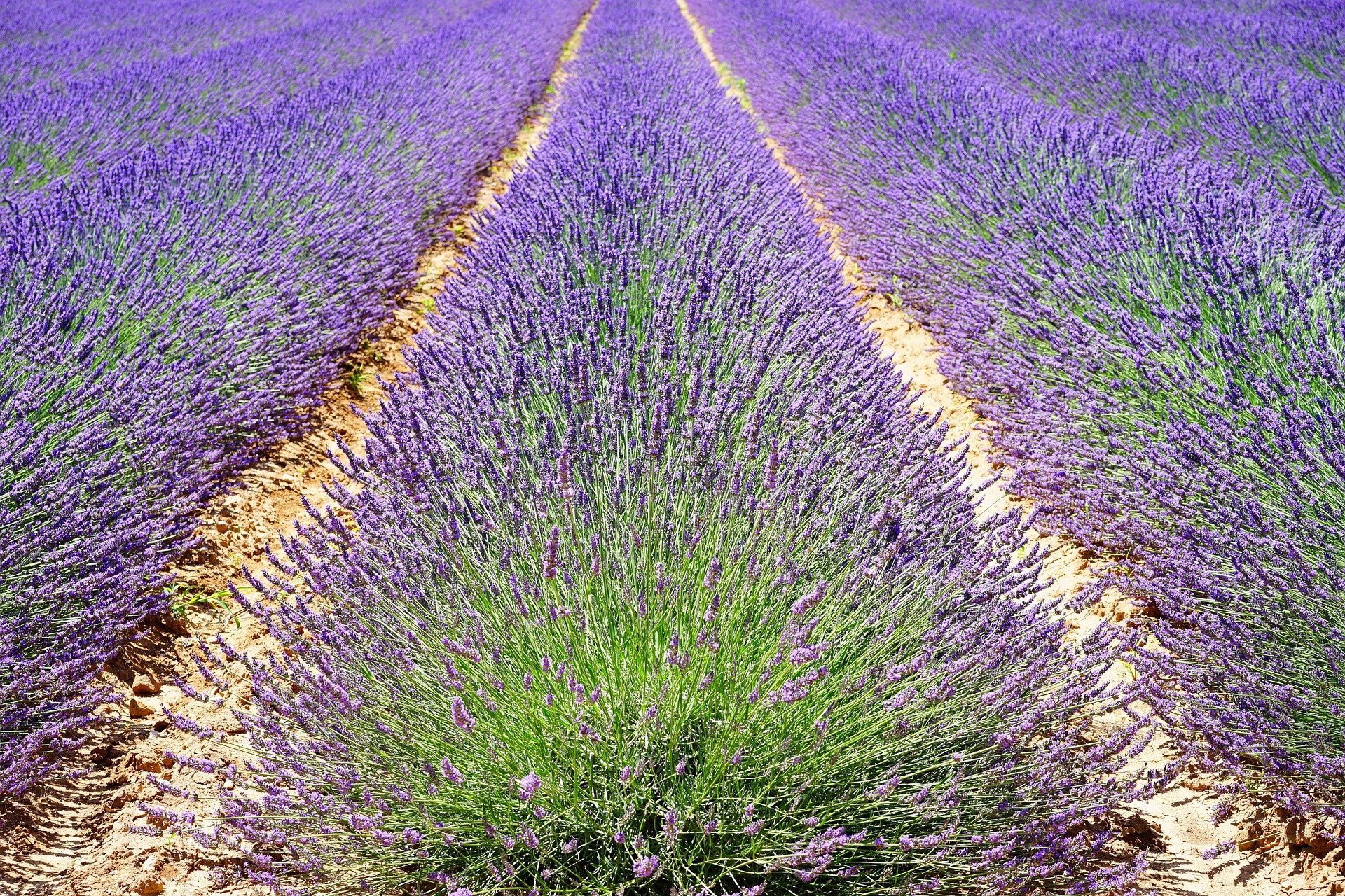 Grosso Hybrid Lavender