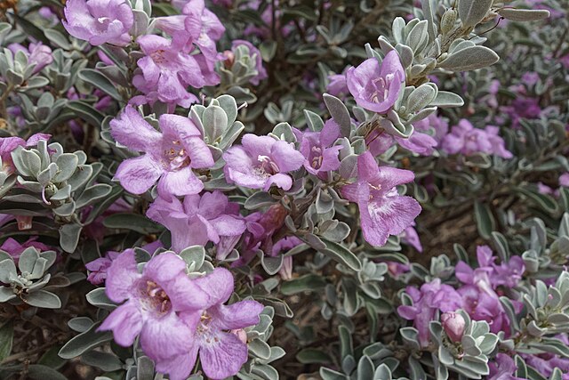 San Antonio Rose Texas Sage