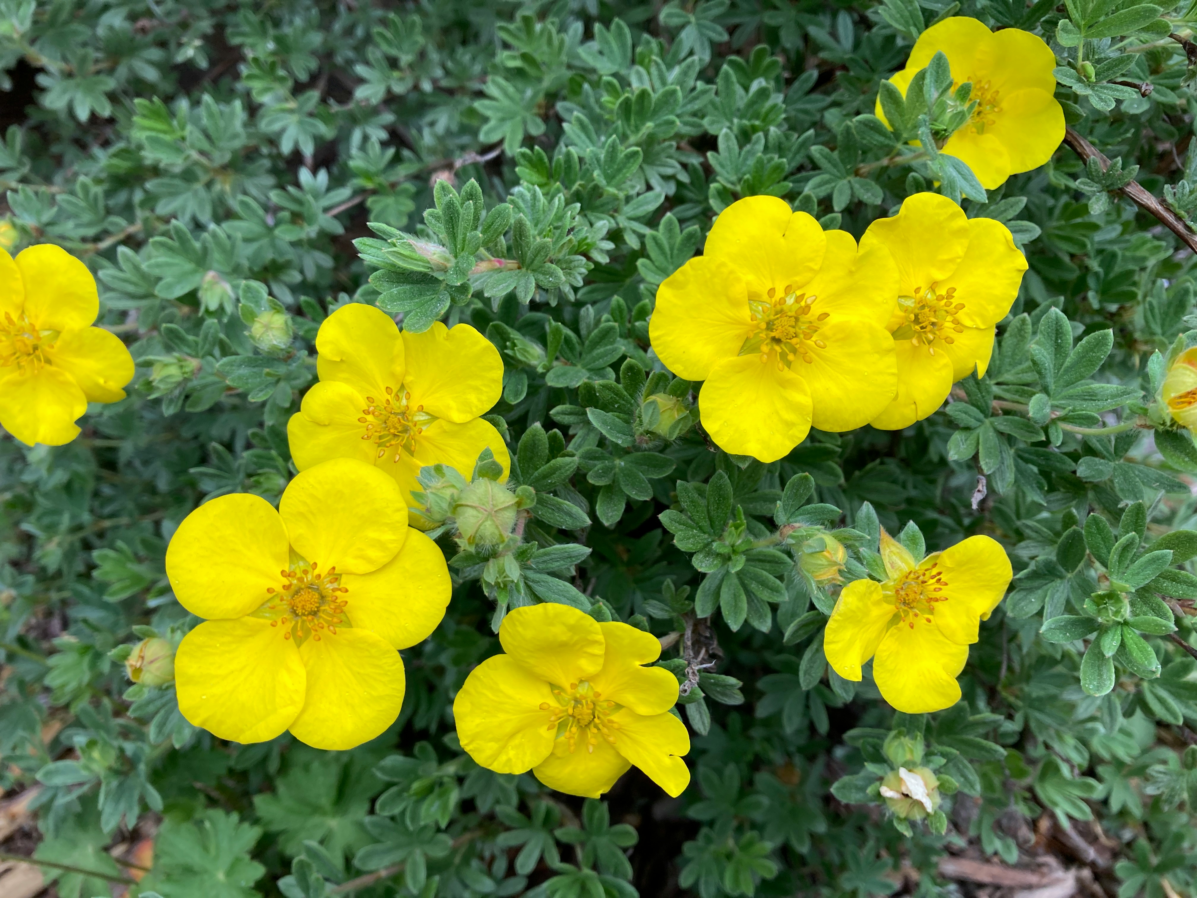 Flowering Shrubs in Albuqueruque, New Mexico and surrounding areas
