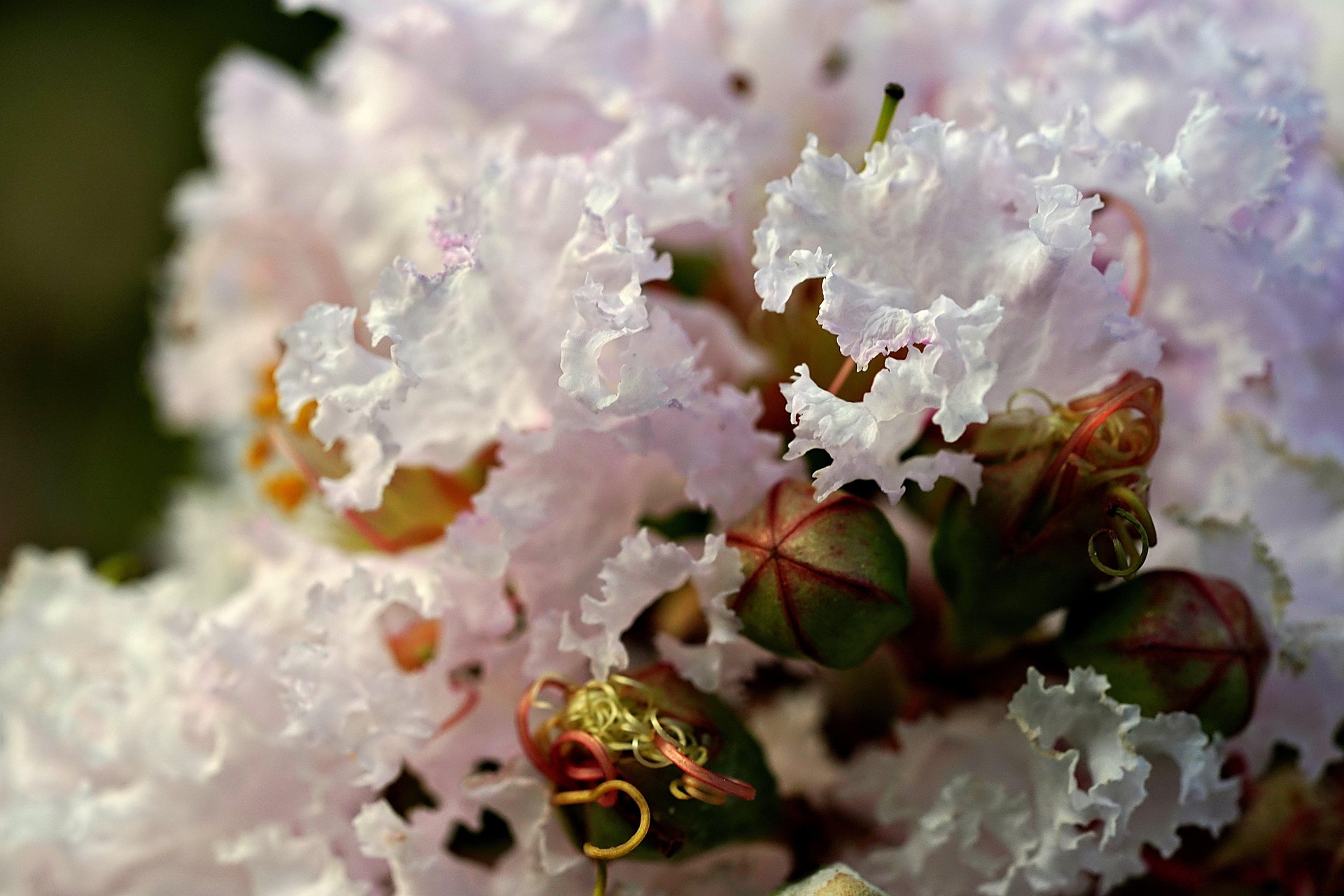 Natchez White Crape Myrtle