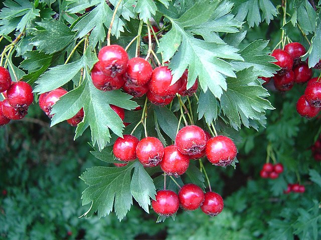 Russian Hawthorne