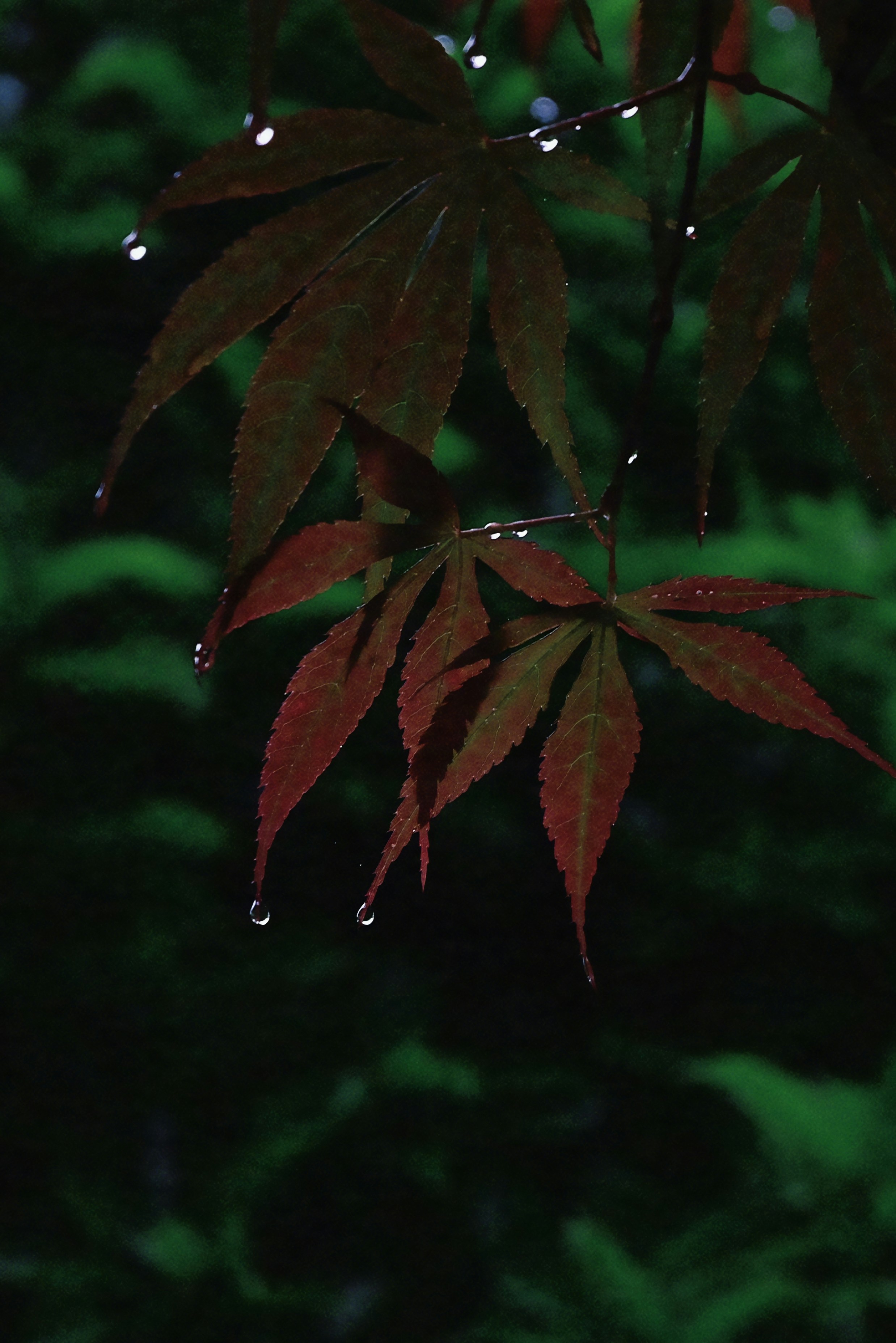 Japanese Maple