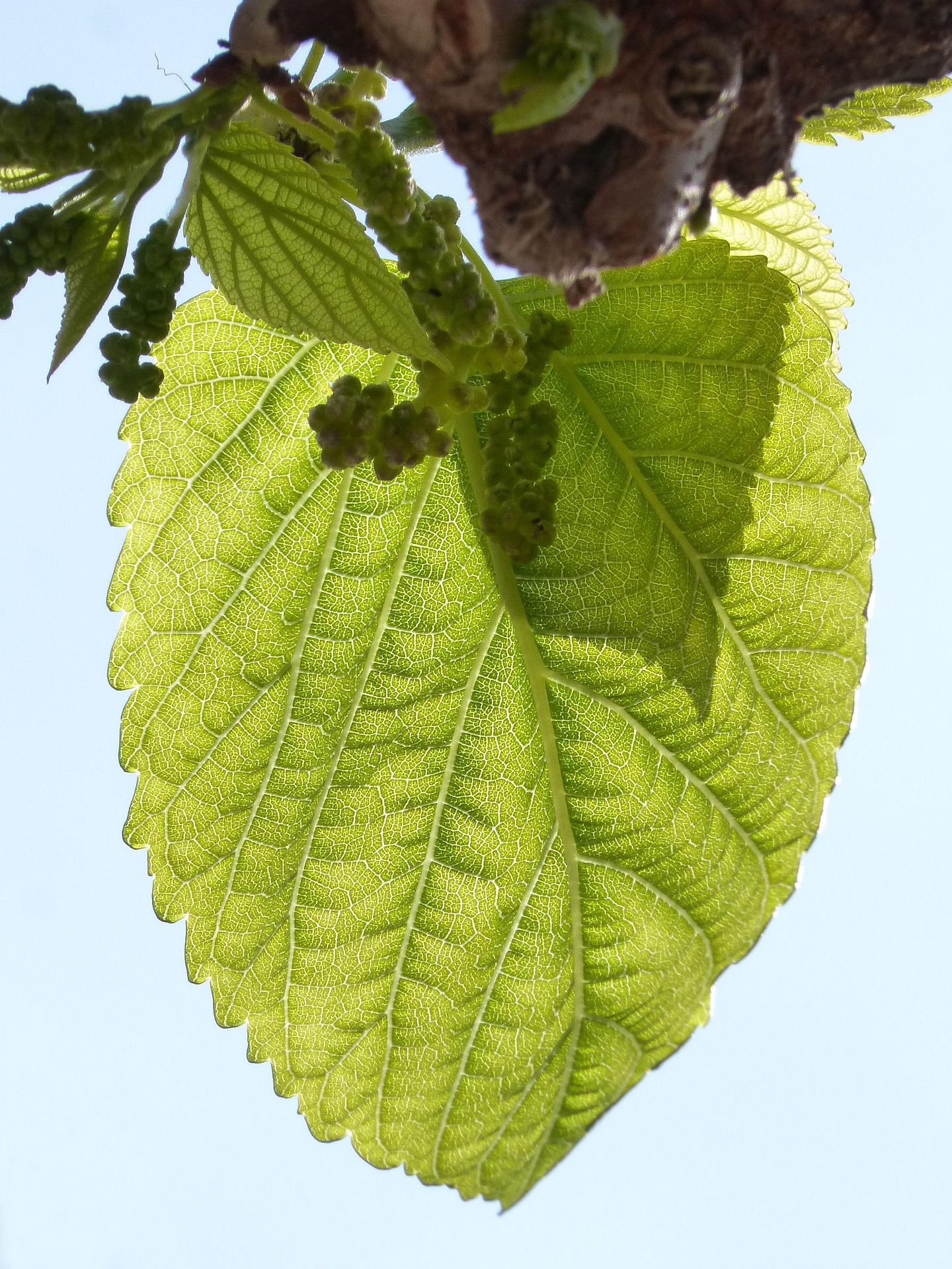 Fruitless Mulberry