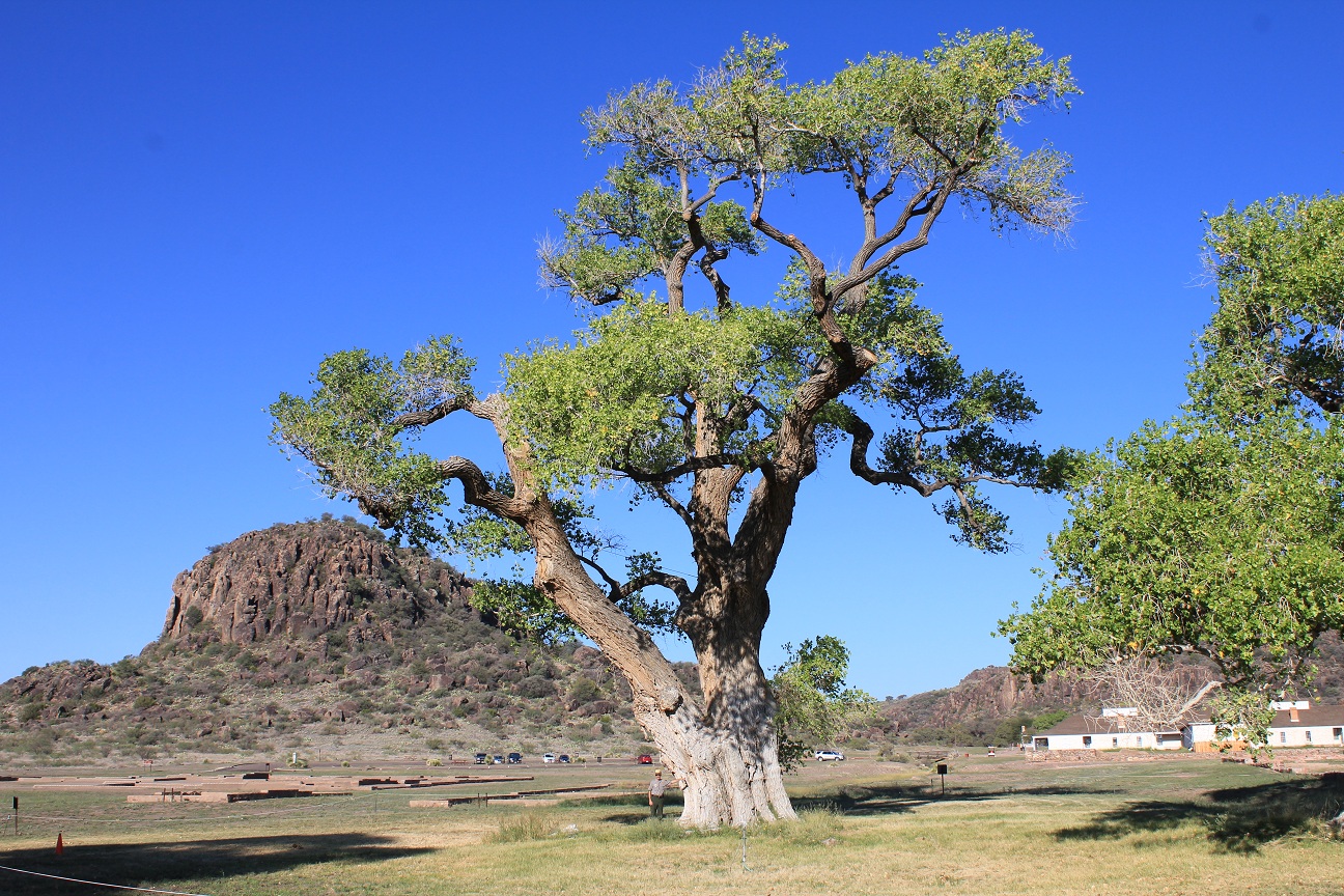 Rio Grande Cottonless Cottonwood
