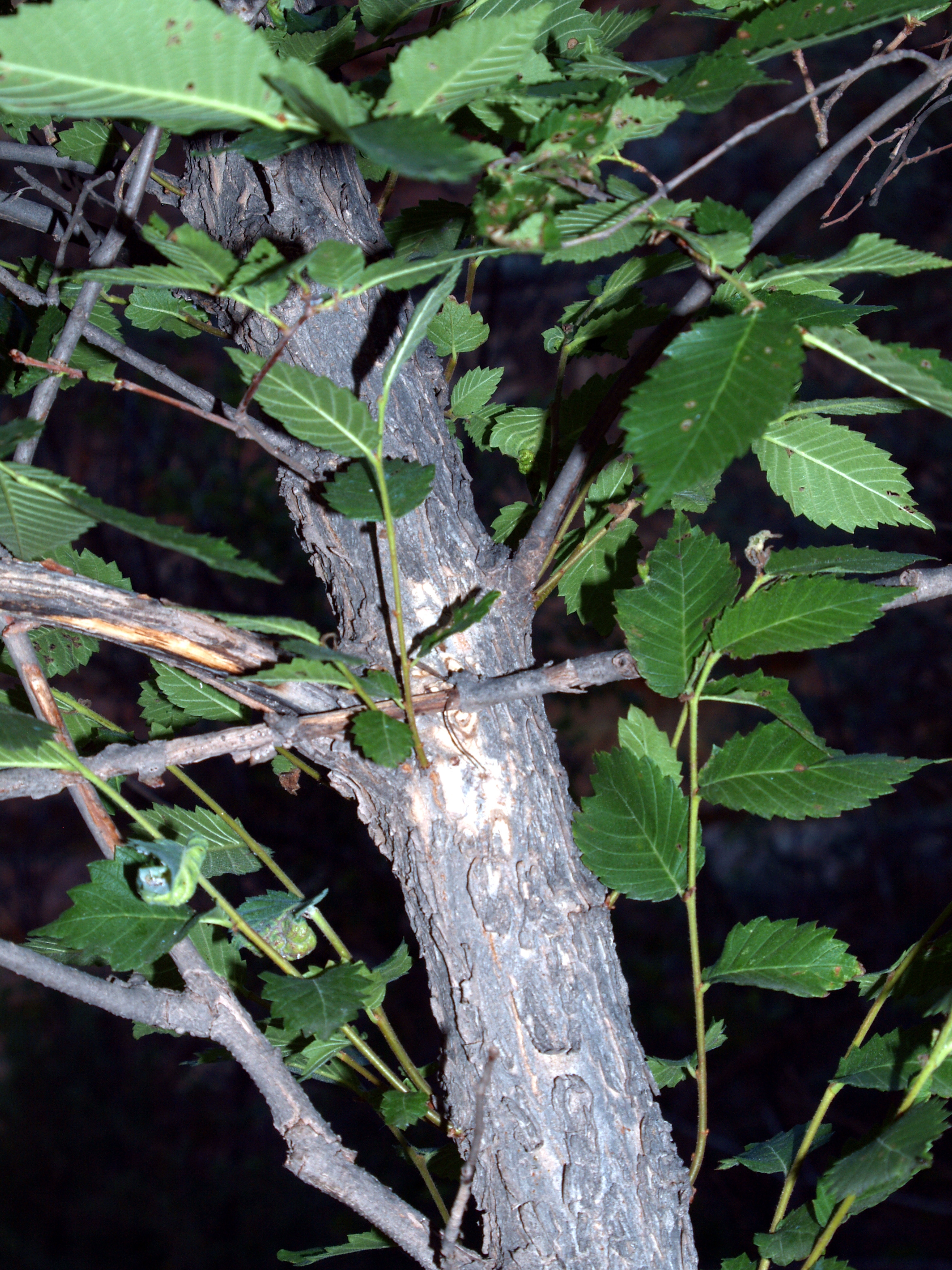 American Elm