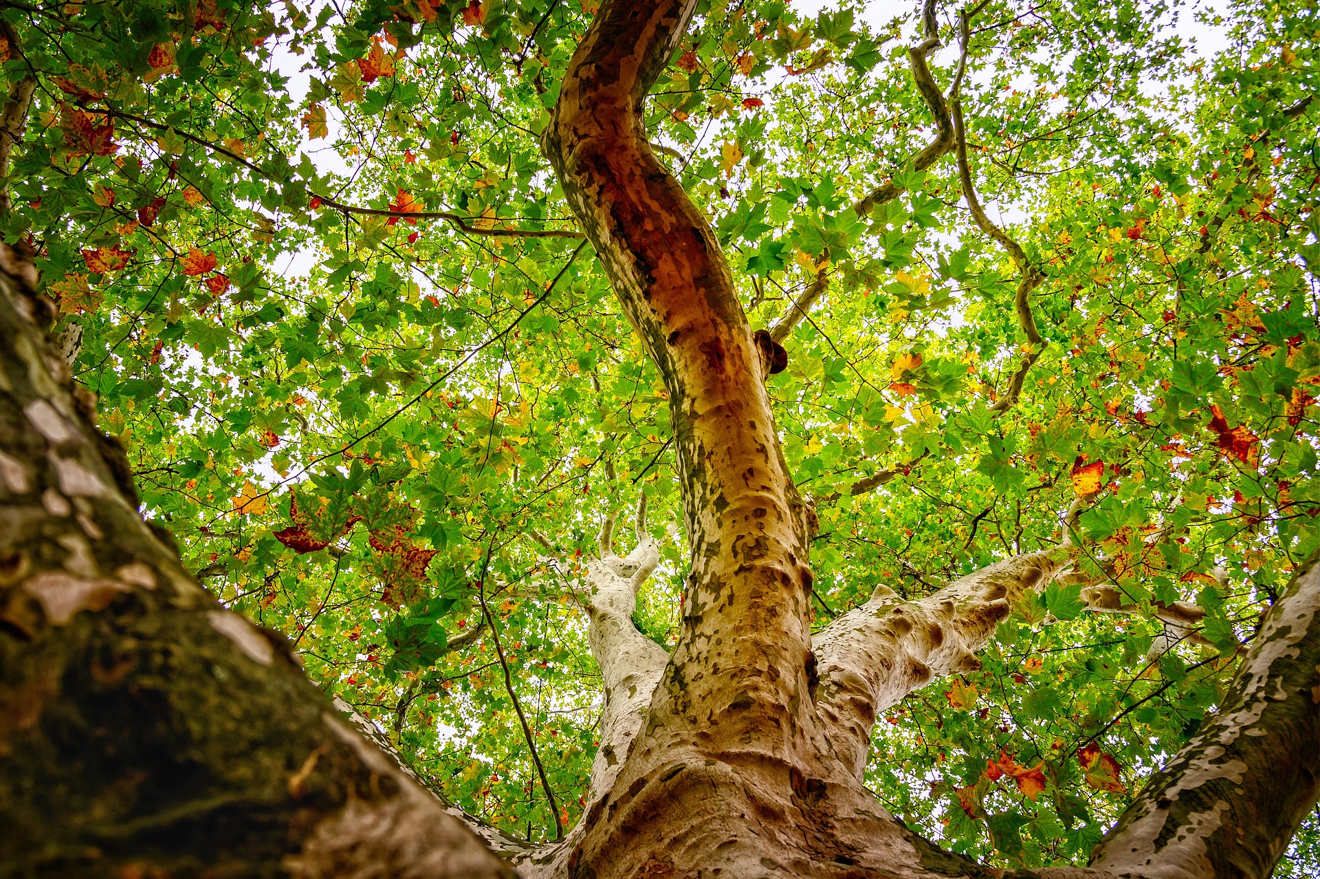 American Sycamore