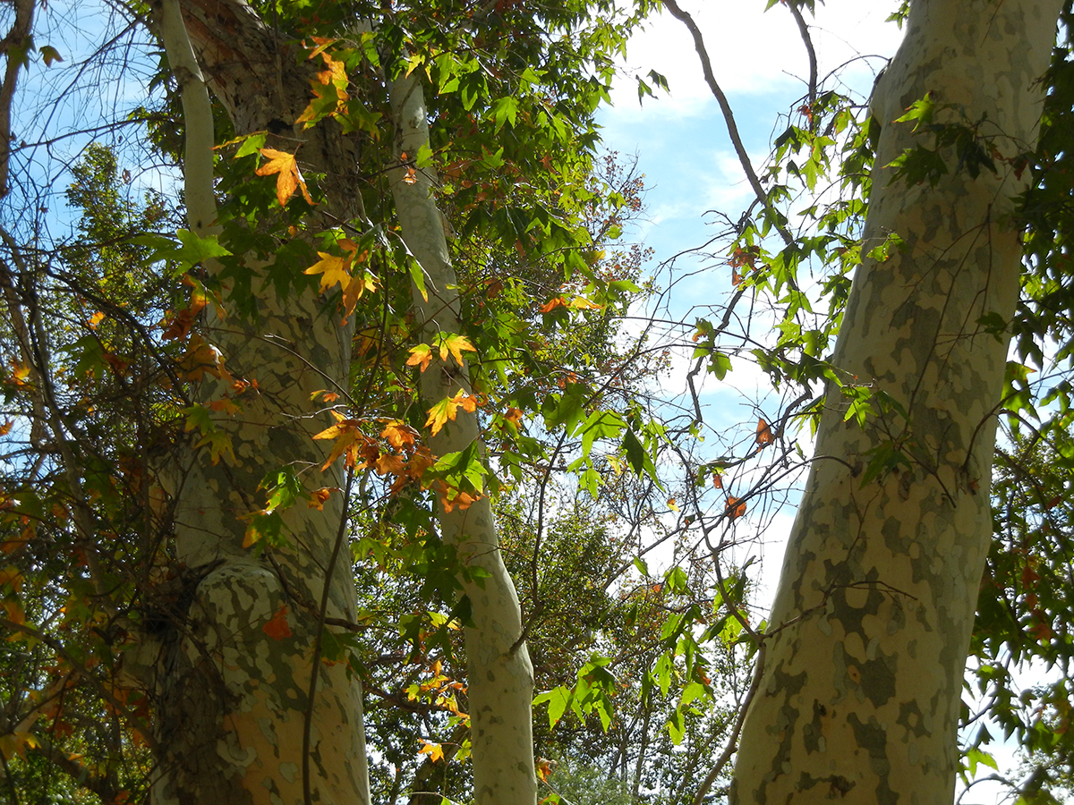 Arizona Sycamore