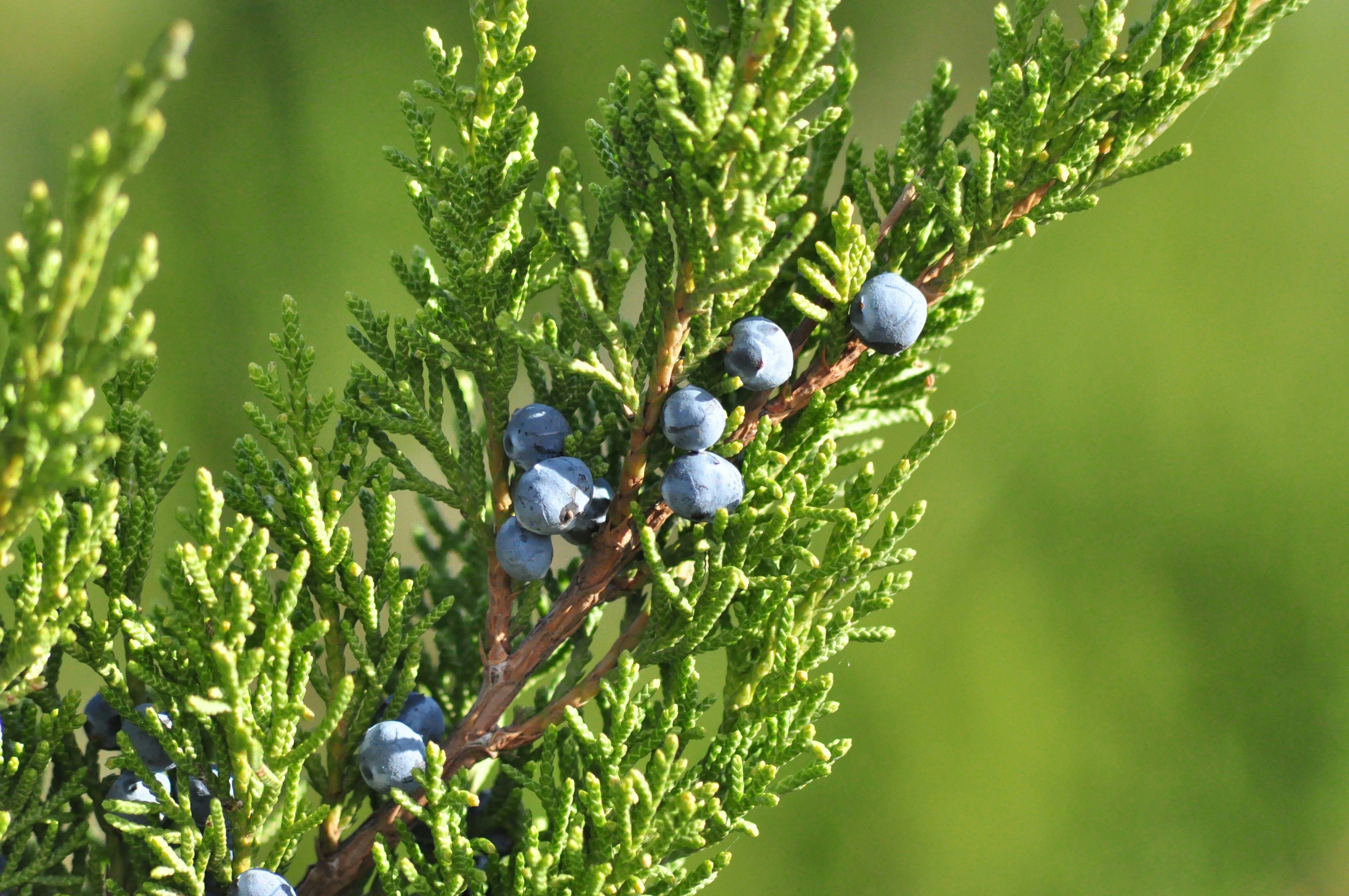Spartan Juniper